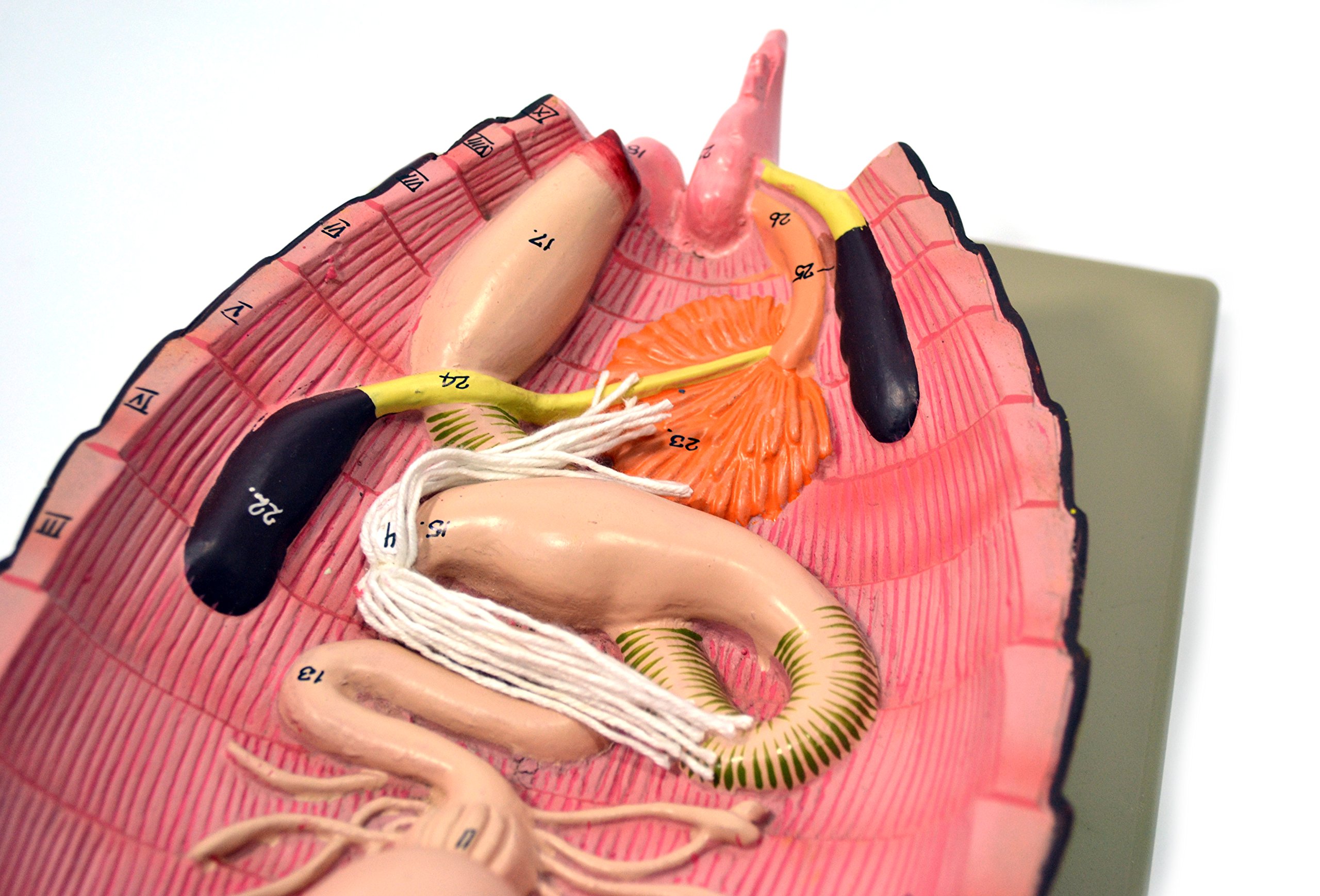 Eisco Labs Model Cockroach Dissection Showing All Internal Parts w