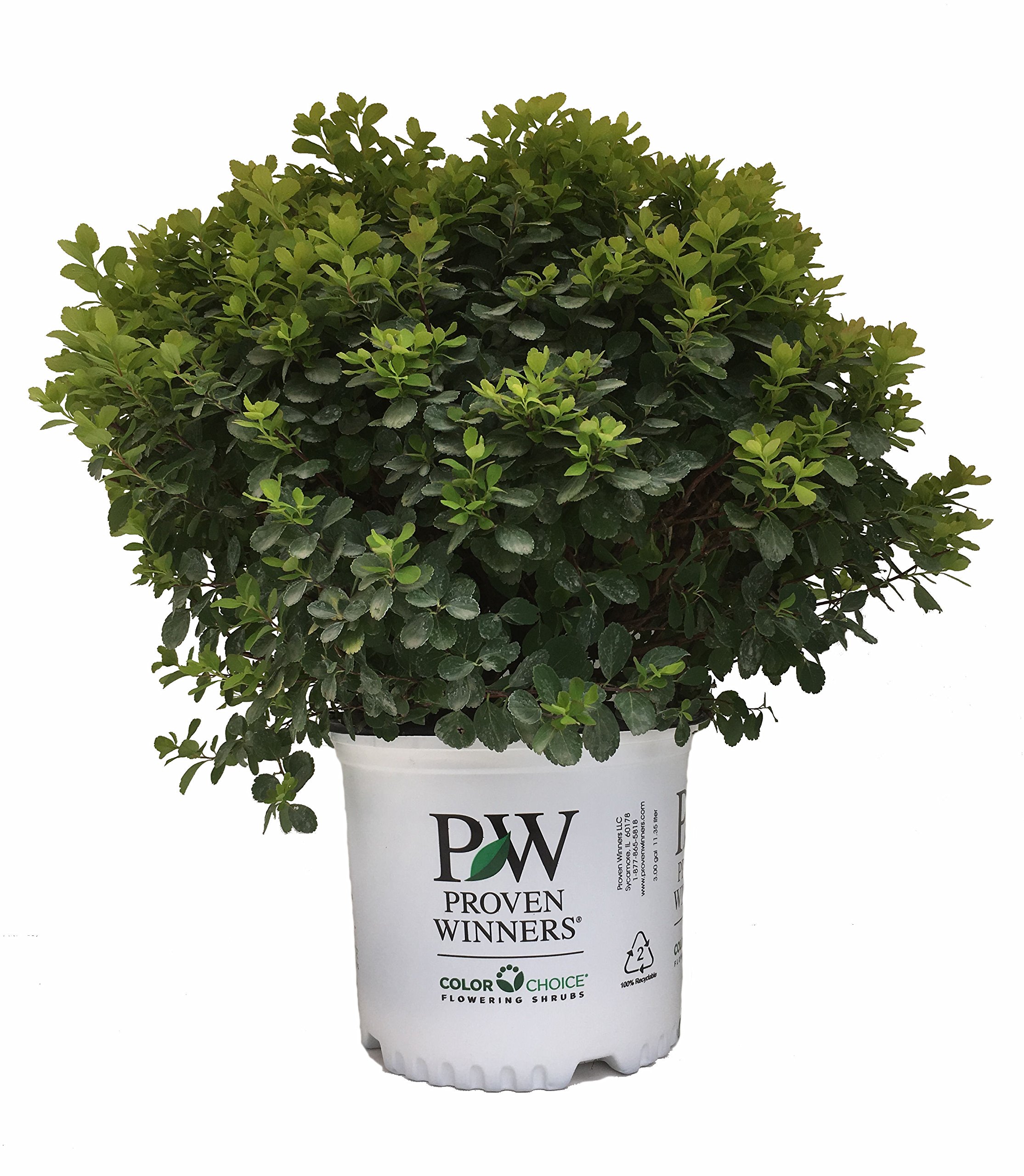 Premier Plant Solutions 19825 Proven Winners Spirea Glow Girl, 3 Gallon
