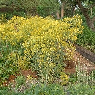 Woad (Isatis tinctoria) - Grow Now or Store for Future Planting - Capsule of 20 Seeds