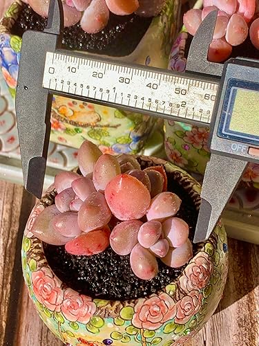 Miniatura 3 de xPachyveria Elaine - Kit de suculentas  con maceta de plástico, planta viva en racimo de 2 pulgadas, suelo comprimido y guía, para escritorio de