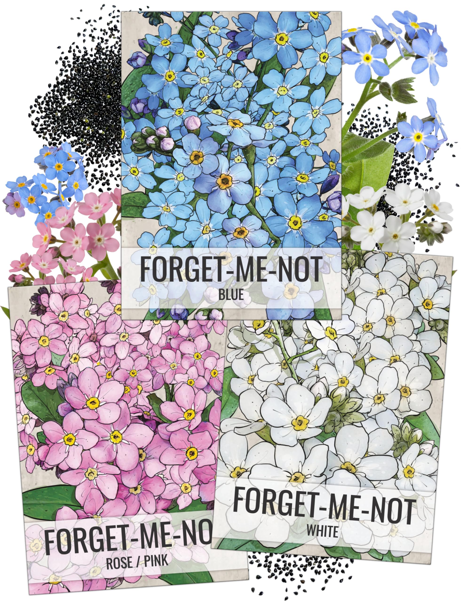 Seed Needs Forget-Me-Not Seed Packet Collection (Includes 3,000 Forget-Me-Not Seeds for Planting) Heirloom, & Open Pollinated Rose Blue & White Flowers