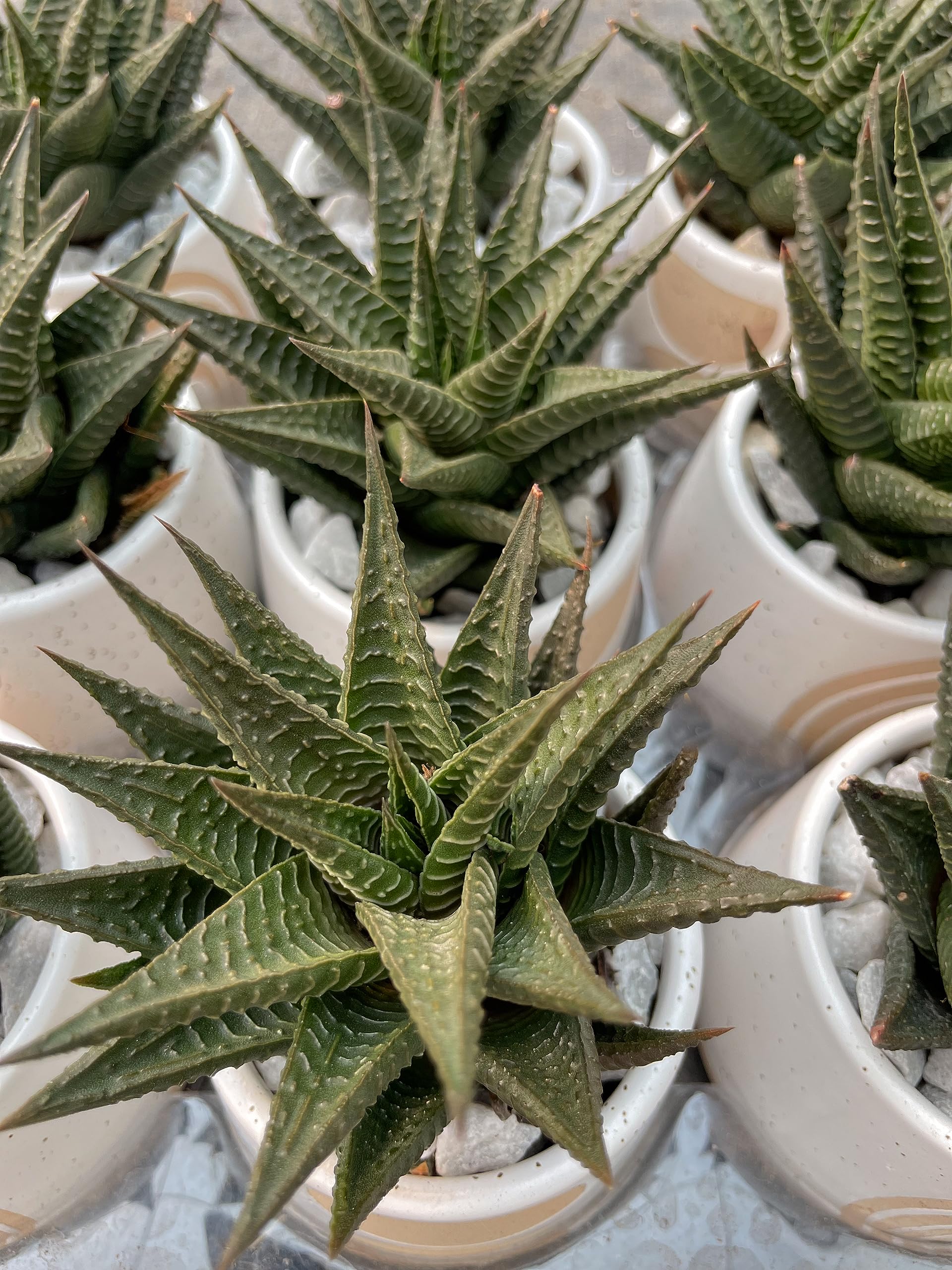 Amazon.com: Planta suculenta de cactus cebra de 3 pulgadas (Haworthia),  paquete de 12 : Patio, Csped y Jardn