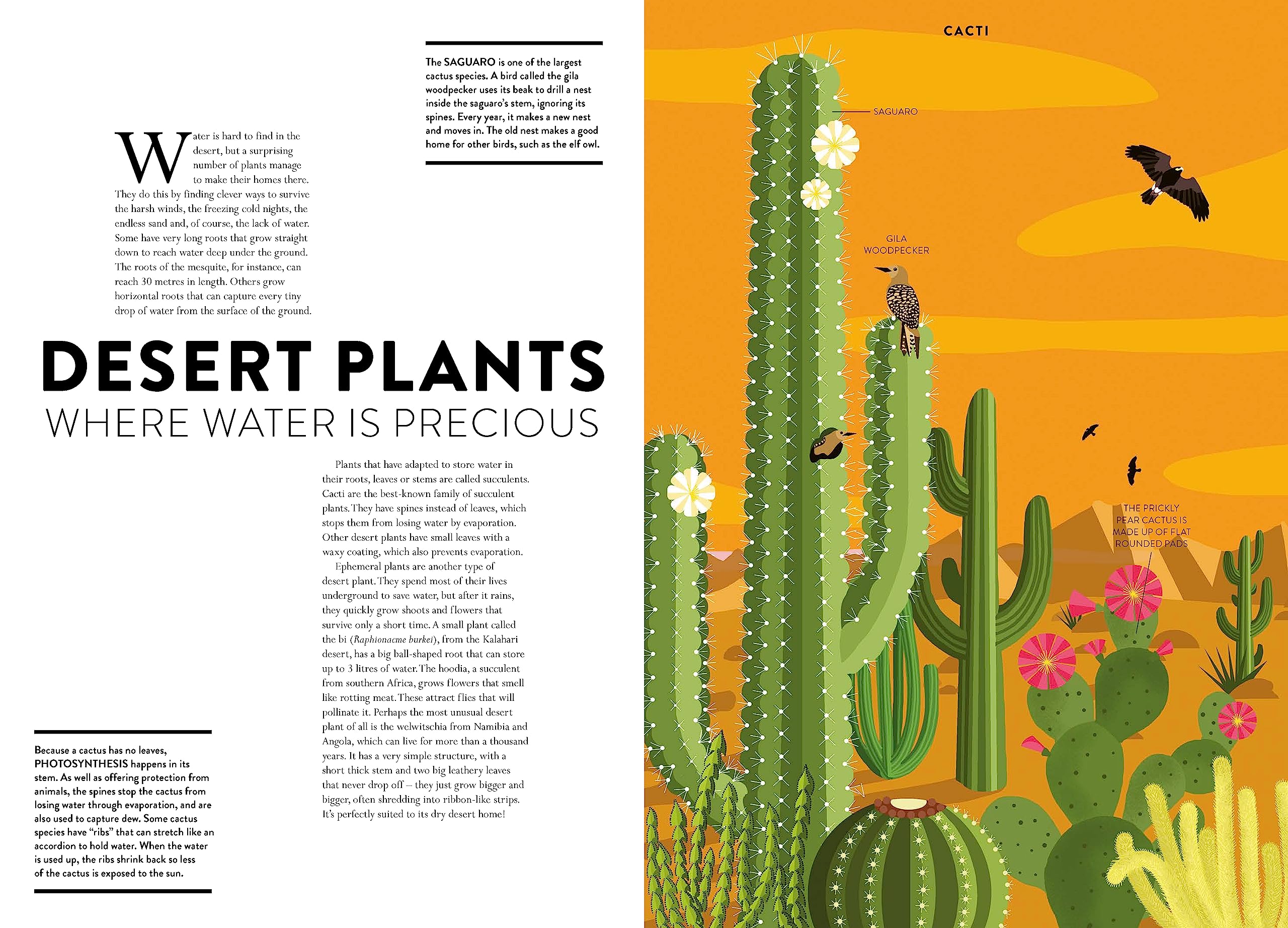 Plant Life /anglais