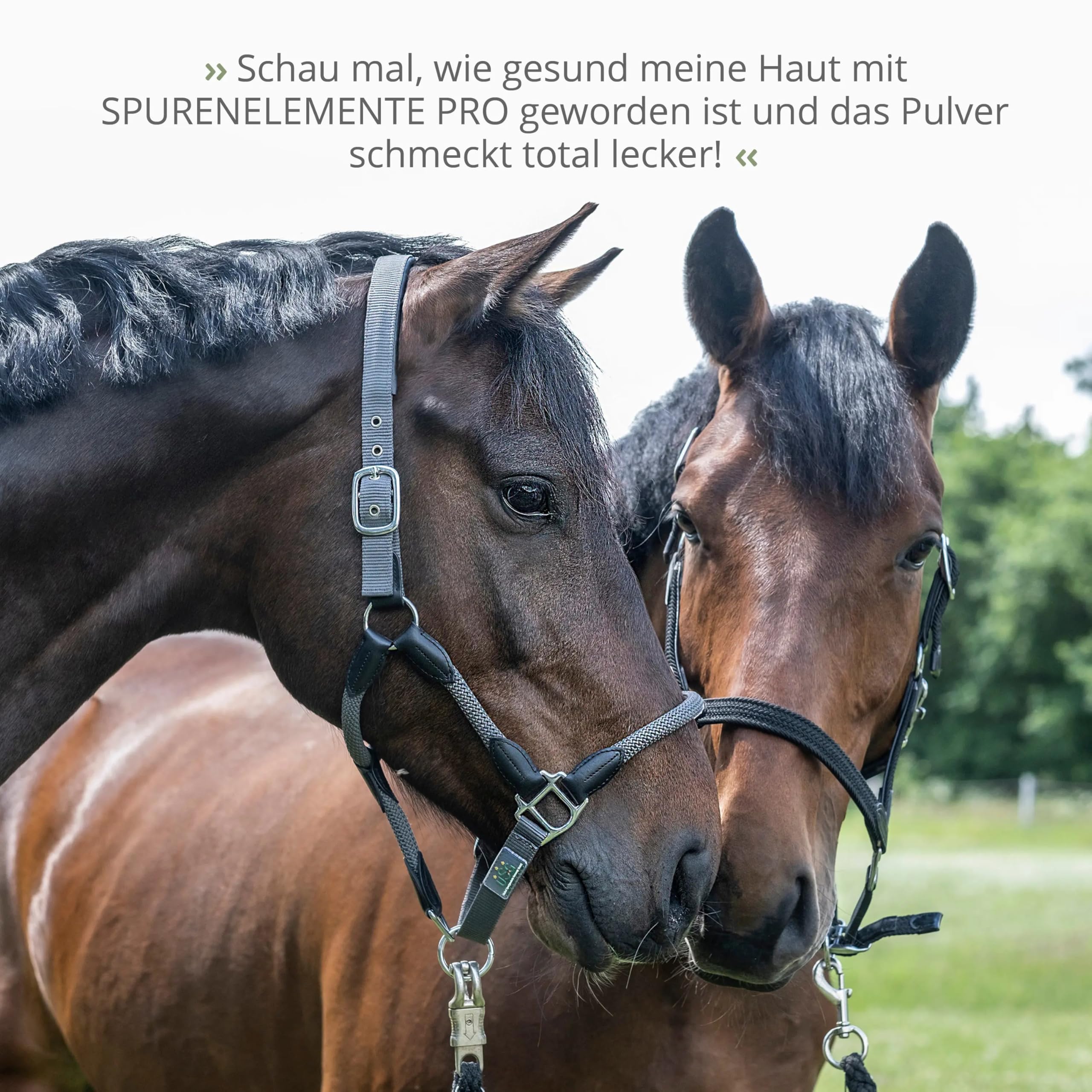 STRÖH Oligoelementi per polvere cavallo (1,1 kg) • Zinco, manganese, ferro, rame, selenio, iodio e cobalto per cavalli • Erbe per cavalli • Mangime minerale di alta qualità
