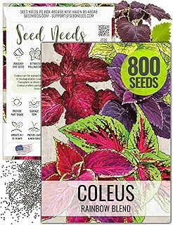 Seed Needs Coleus Seeds for Planting Rainbow Painted Nettle - Heirloom & Open Pollinated Mixed Flower Seed to Grow an Outdoor Butterfly Garden to Attract Pollinators (1 Pack)