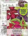 Seed Needs Coleus Seeds for Planting Rainbow Painted Nettle - Heirloom & Open Pollinated Mixed Flower Seed to Grow an Outdoor Butterfly Garden to Attract Pollinators (1 Pack)
