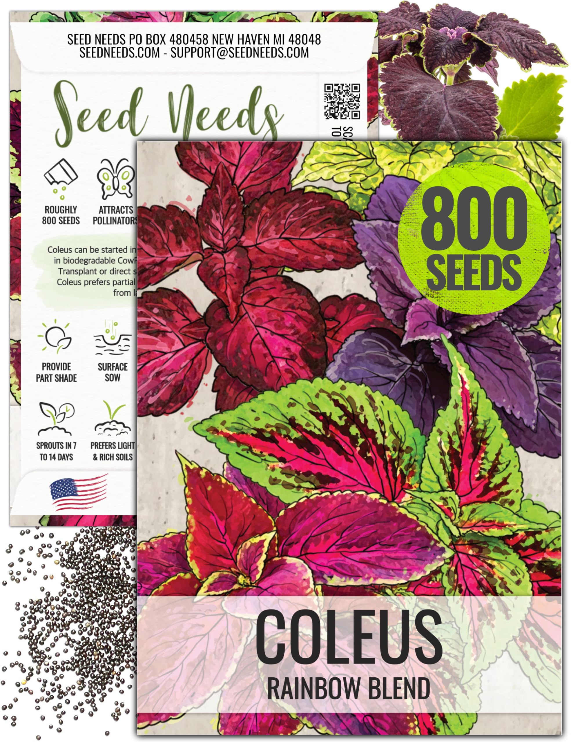 Seed Needs Coleus Seeds for Planting Rainbow Painted Nettle - Heirloom & Open Pollinated Mixed Flower Seed to Grow an Outdoor Butterfly Garden to Attract Pollinators (1 Pack)
