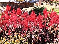 Vista 4 de TomorrowSeeds - Semillas de celosia rojo escarlata Plume - Más de 500 unidades - para plantar Celosia roja Argentea Plumosa Plumosa Cockscomb