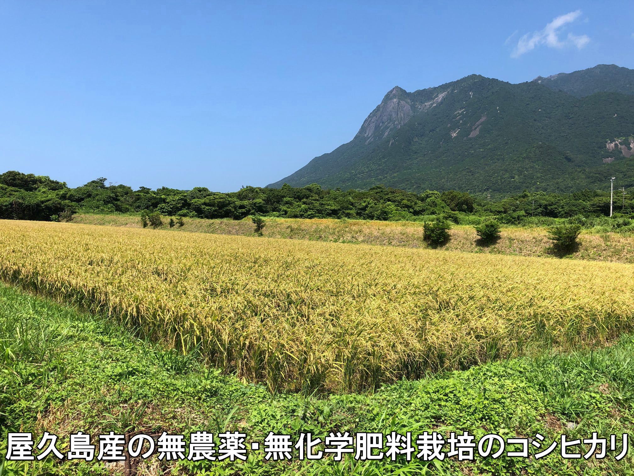 Amazon.co.jp: 屋久島産シリカ粒 約一ヶ月分 無農薬・無化学肥料栽培の