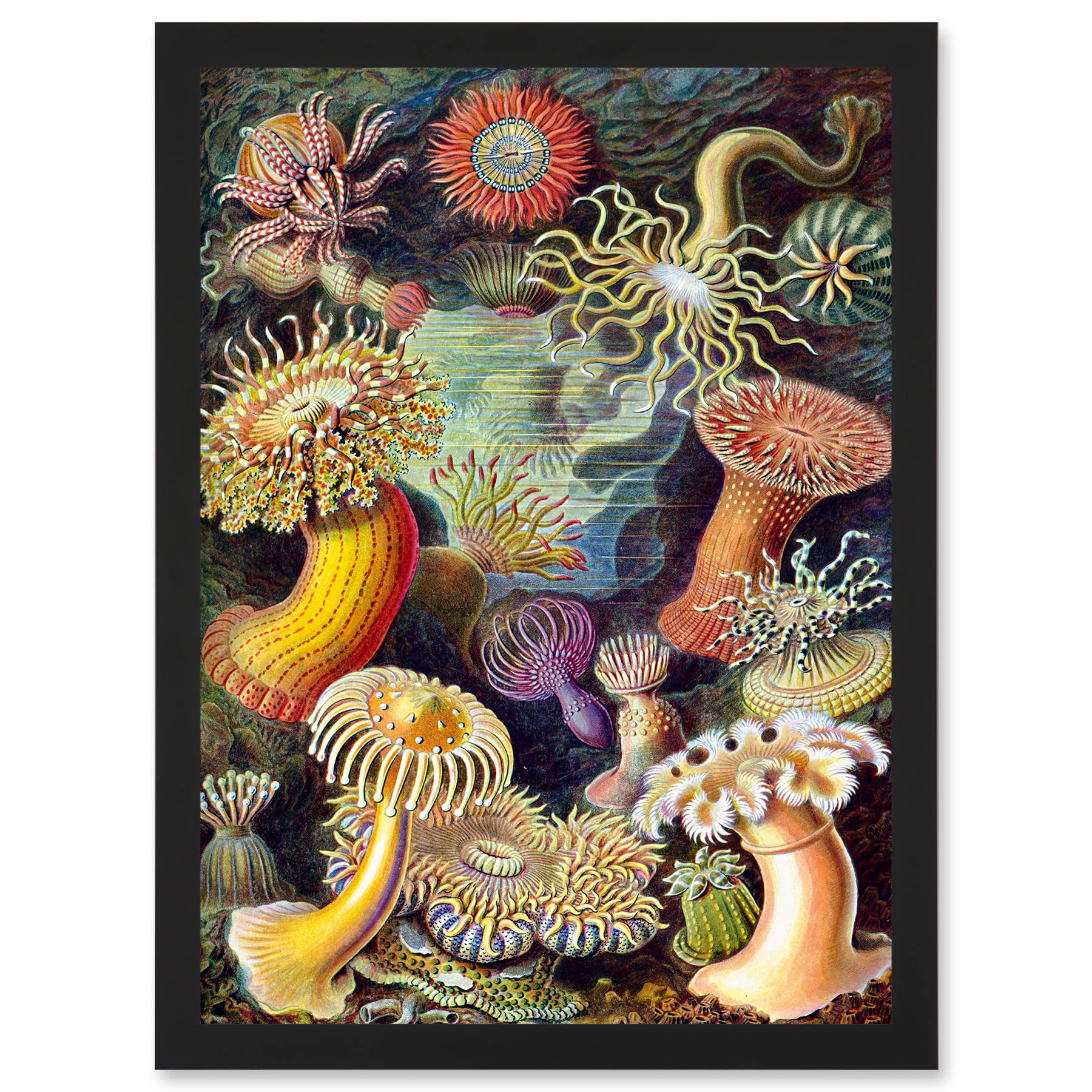 Artery8 Ernst Haeckel Botanical Sea Vintage Nature Art Biology Anemone A4 Artwork Framed Wall Art Print