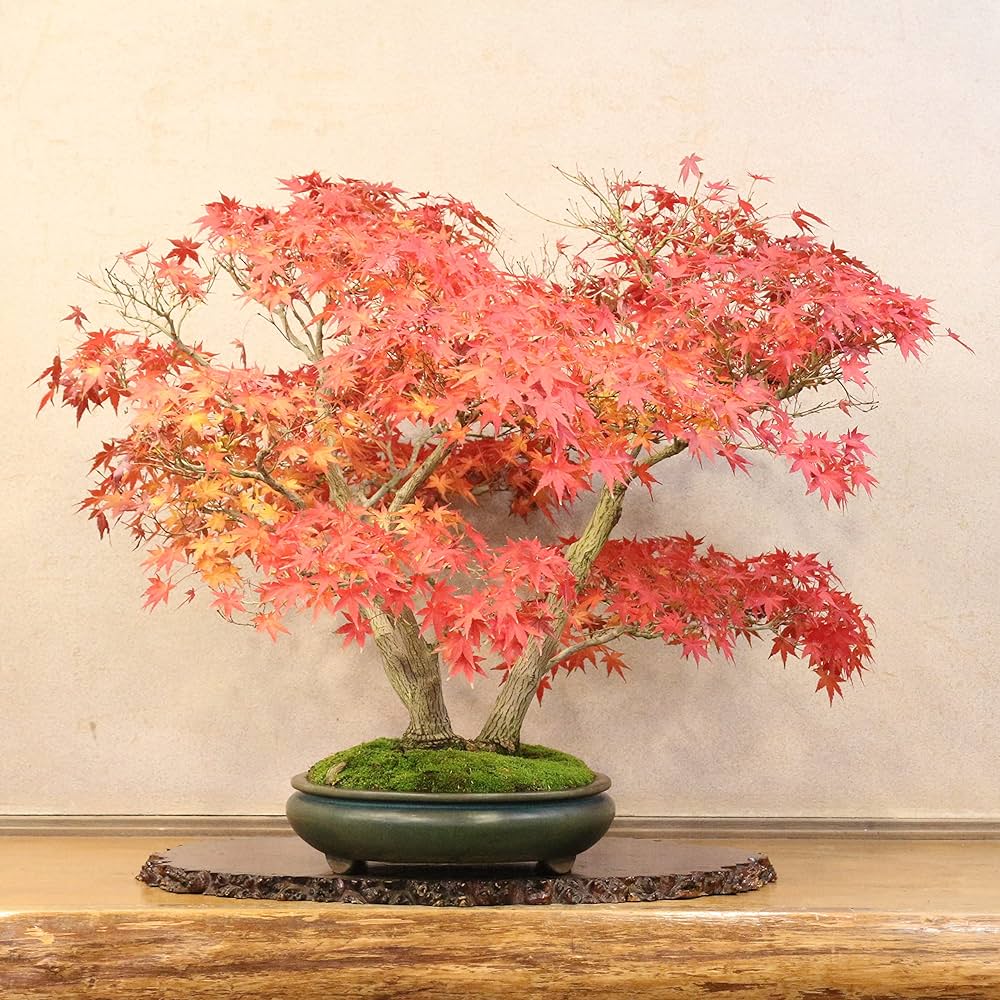 T*S様 もみじ　紅葉　盆栽　株立　樹齢30年 T*S様 もみじ 紅葉 盆栽 株立 樹齢30年 T*S様 もみじ 紅葉 盆栽 株立