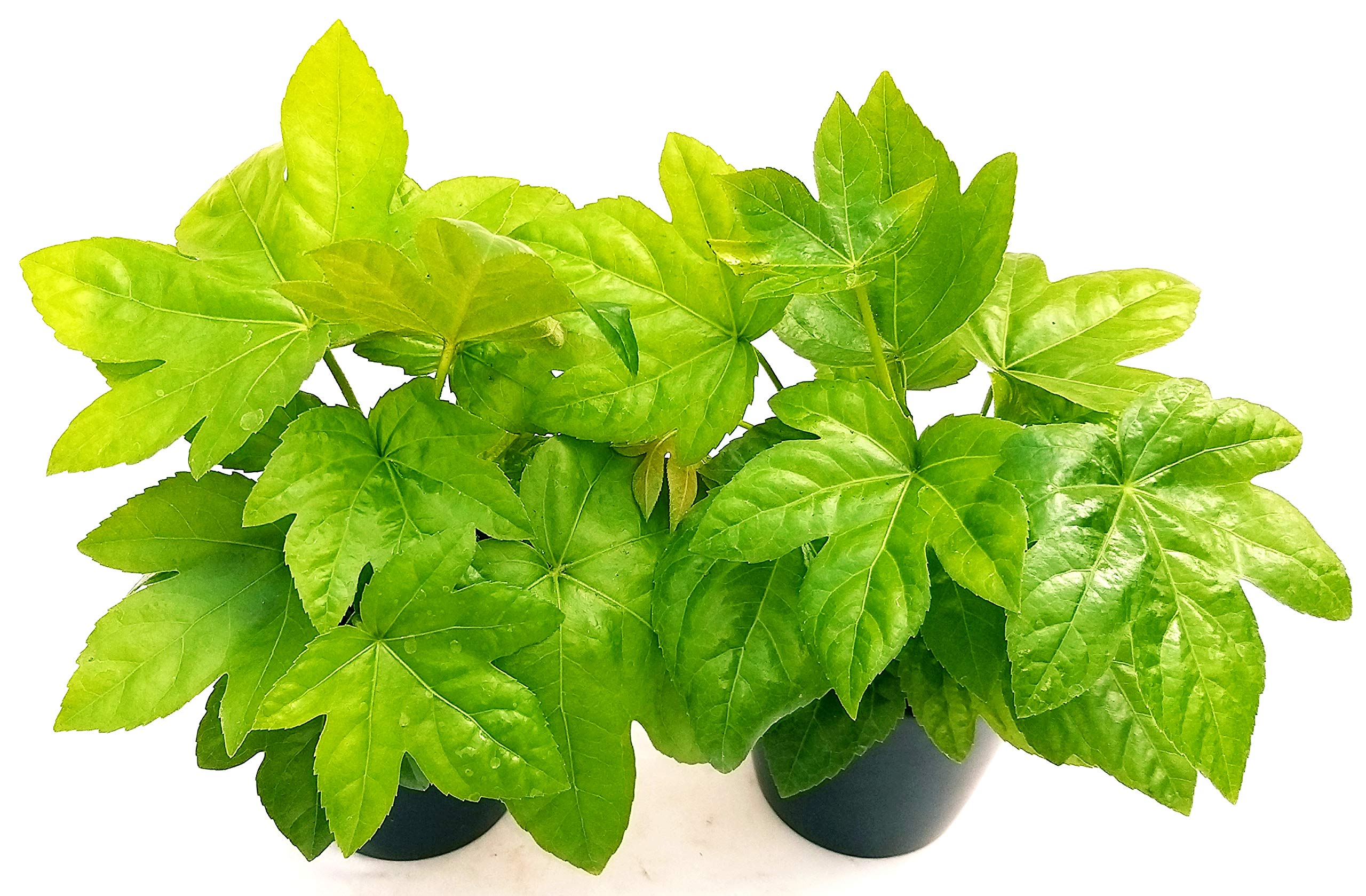 POWERS TO FLOWERS - FATSIA JAPONICA VASO 13 CM DIAMETRO, ARALIA, 2 PIANTE, piante vere