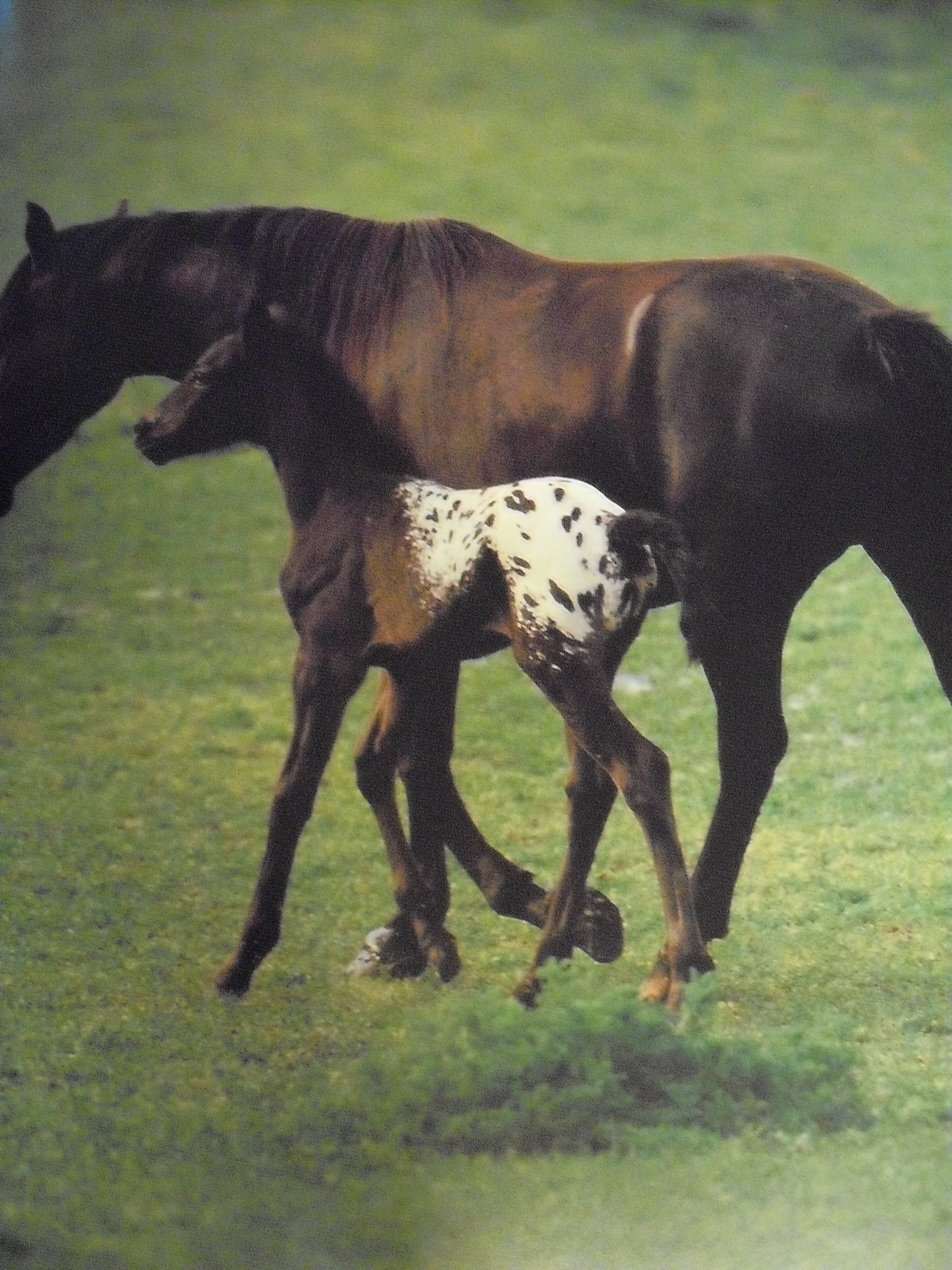 Western Horse: A Photographic Anthology