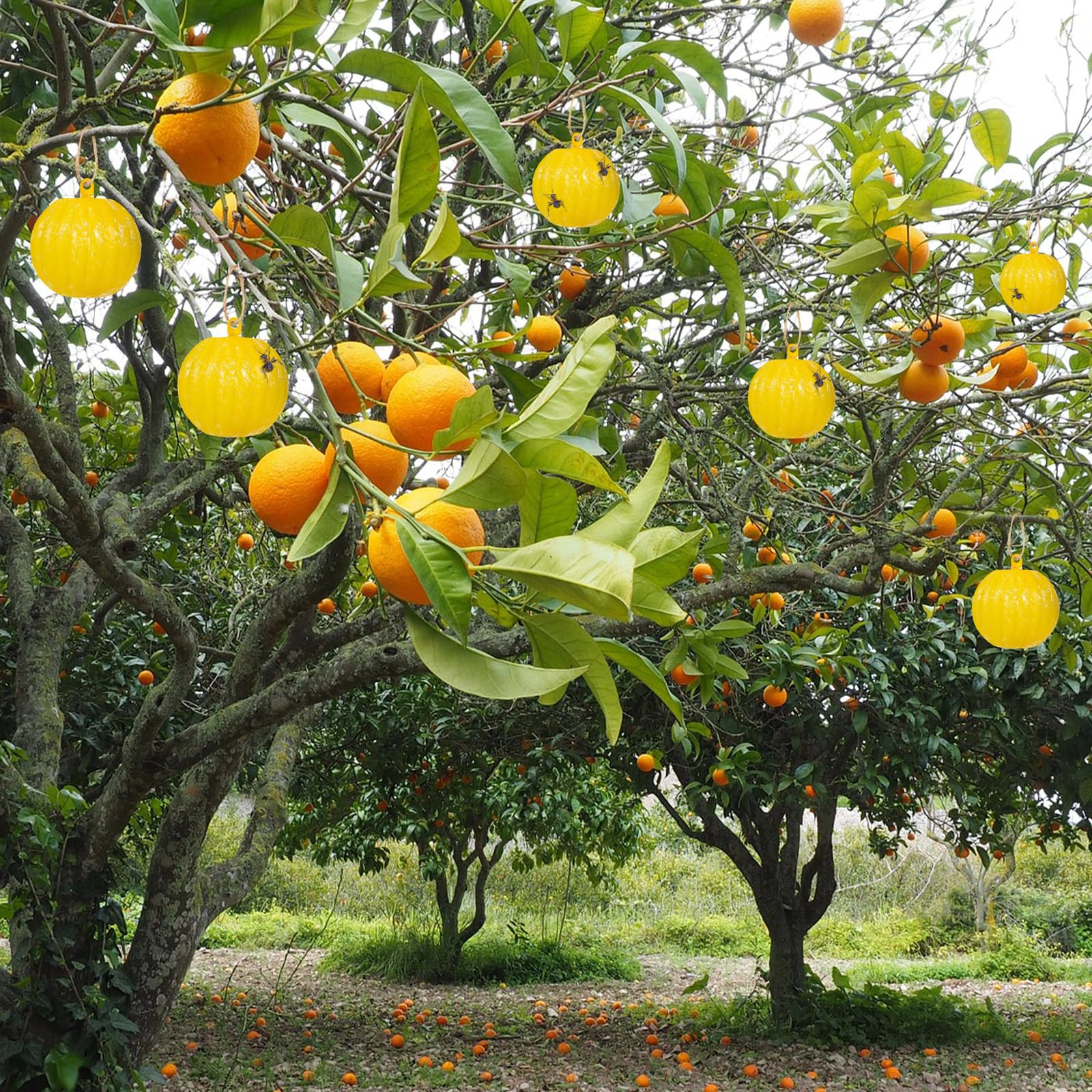 Qualirey 10 trampas adhesivas para moscas de la fruta, trampa de insectos naranja, trampa adhesiva para plantas, árboles, moscas de la fruta, bola adhesiva para atrapar moscas para interiores y