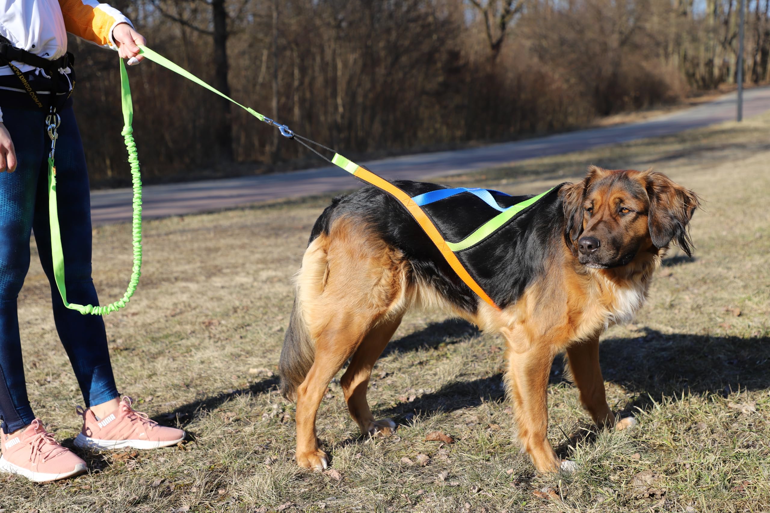 Dingo 15082 - Arnés para perros Active Sled Sydney con banda izquierda, verde, derecha, naranja, espalda azul, Canicross Bikejoring o Skijoring, talla XXL