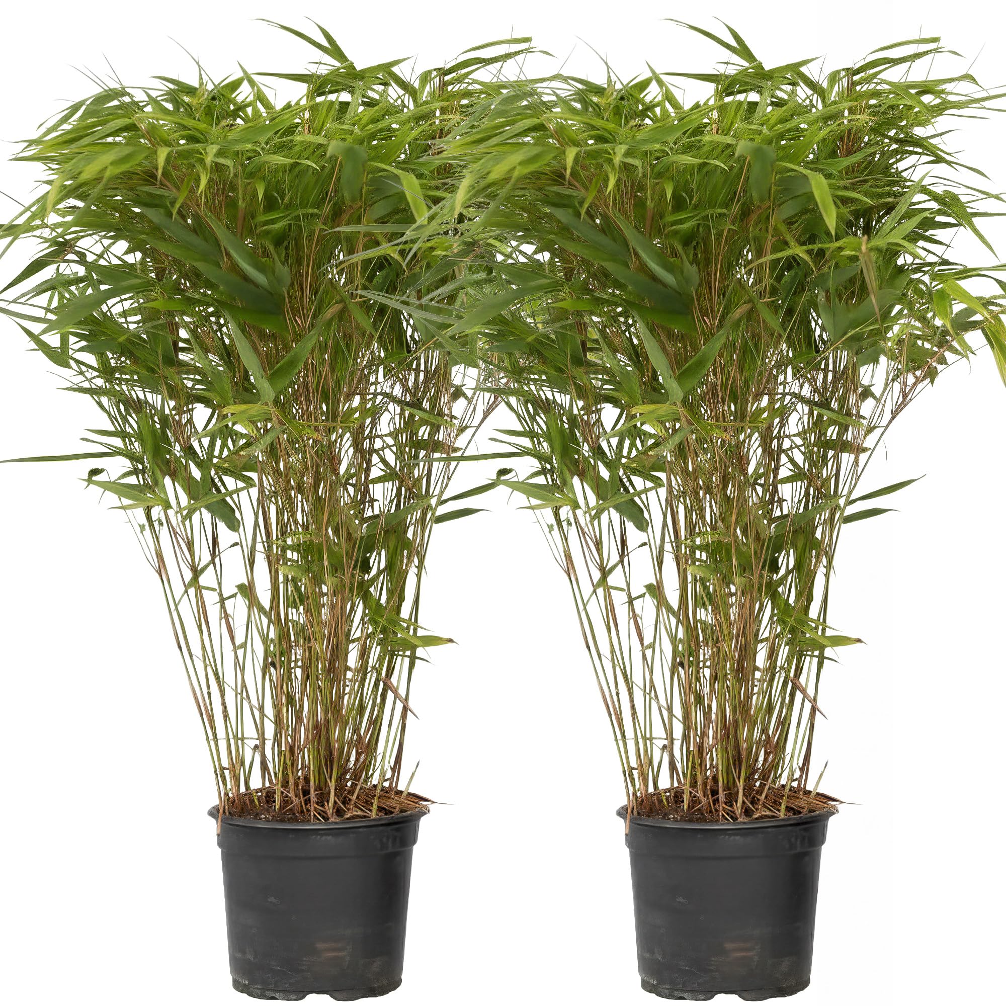 GardenersDream Lot 2 Bambous Fargesia Nitida Gansu – Bambou Rustique Persistant Non Invasif – Chaumes Violet Foncé Brise-Vue Jardin Terrasse – Hauteur 20-30 cm Pot 14 cm
