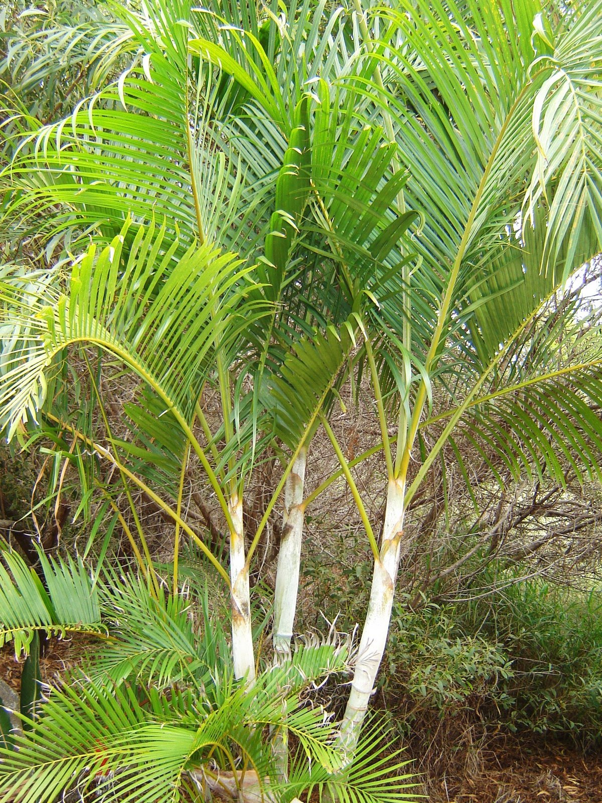 Buy Gold Palm Tree Fruit 20 x Palm Dypsis lutescenshardy palm Online