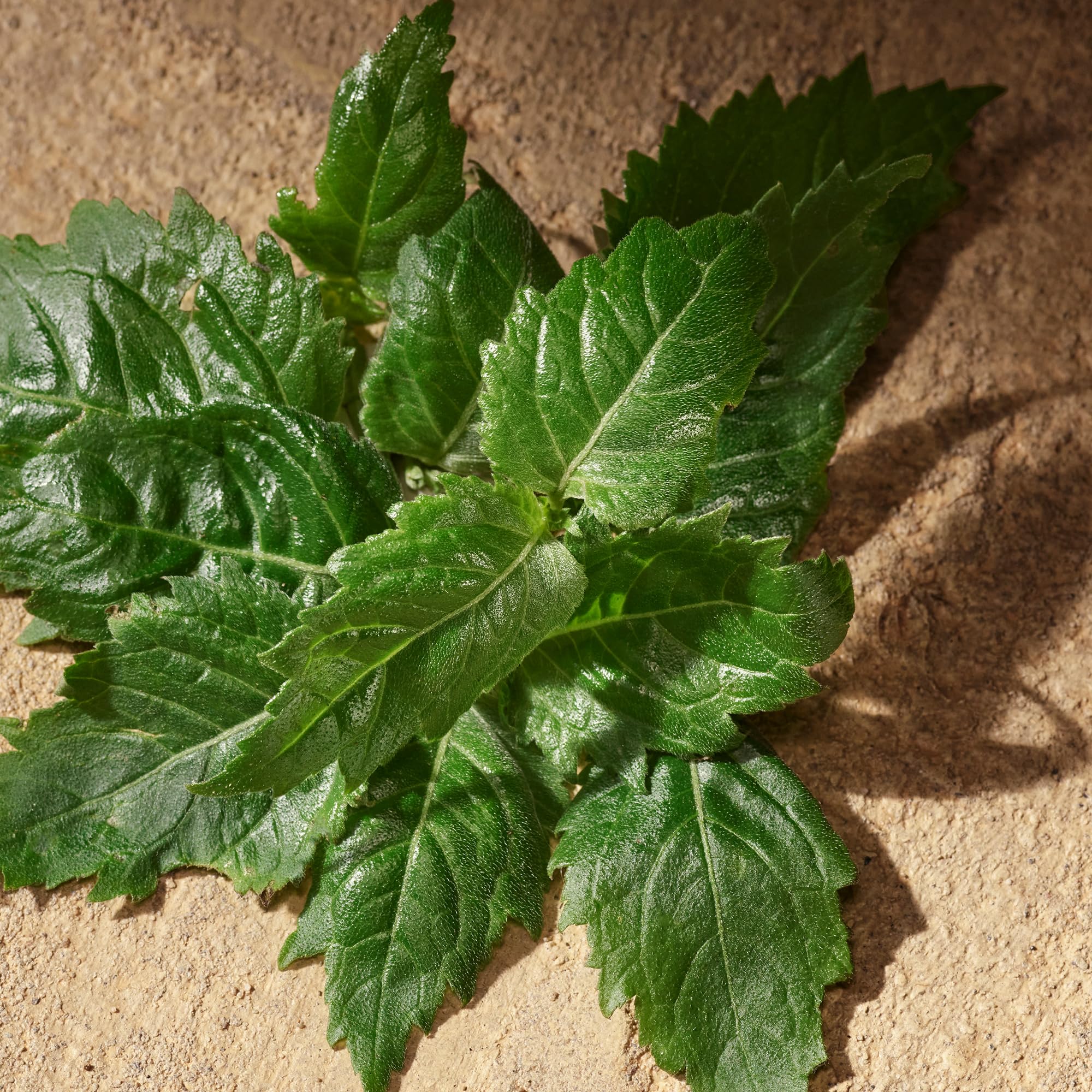 Dolce&Gabbana Devotion, Eau De Parfum Spray, for Men