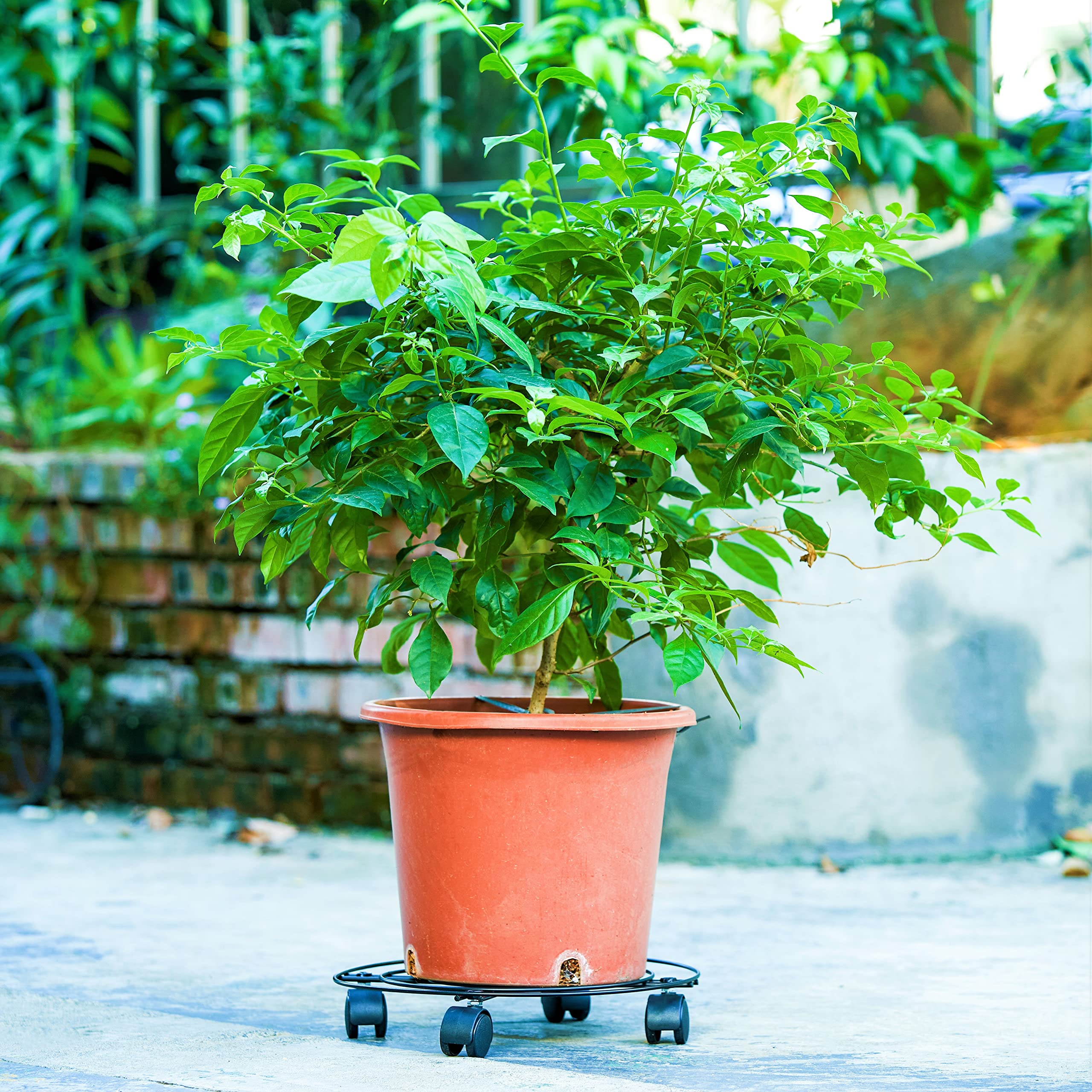 Pflanzentrolleys mit Rädern, robuster Topf, rund, 40,6 cm, Bremse, Transportwagen, Gartenplatte, Metallständer, schwarz, große Größe (Durchmesser: 40 cm mit 4 Bremsen)
