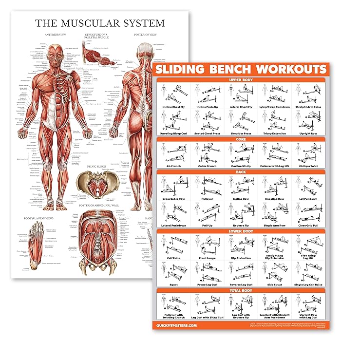 Buy 2 Pack - Muscular System Anatomical Poster + Sliding Bench Exercise Workout Chart ...