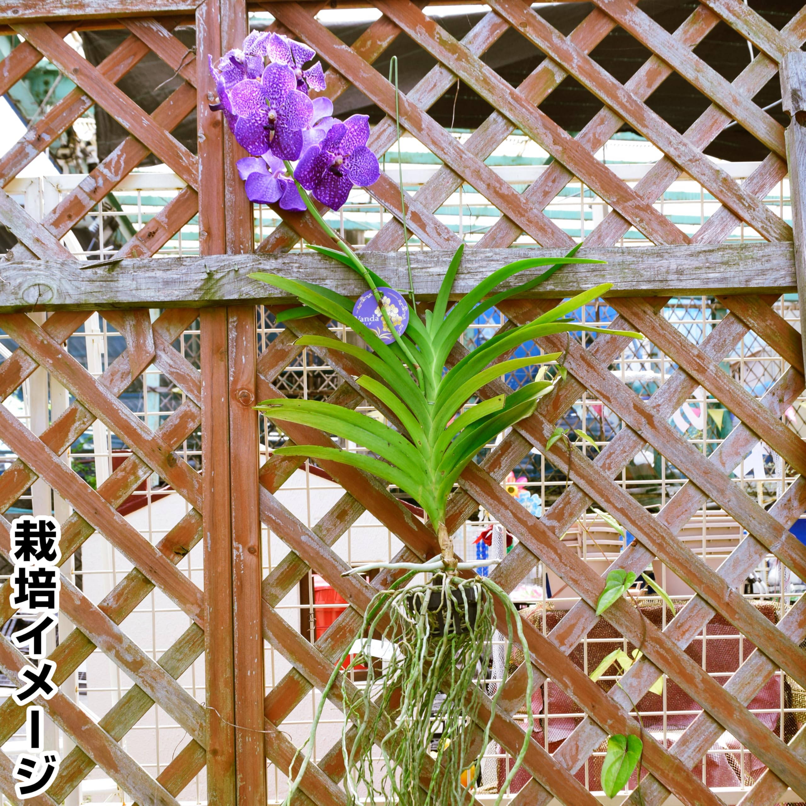 Amazon.co.jp: 国華園 ラン苗 バンダ 品種おまかせ (名称付) 1株 / 26