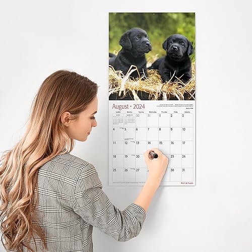 Miniatura 4 de RED EMBER Black Lab Puppies - Calendario mensual de pared colgante 2024  12 x 24 pulgadas abierto  Papel grueso y resistente  Regalo  Lindo perro