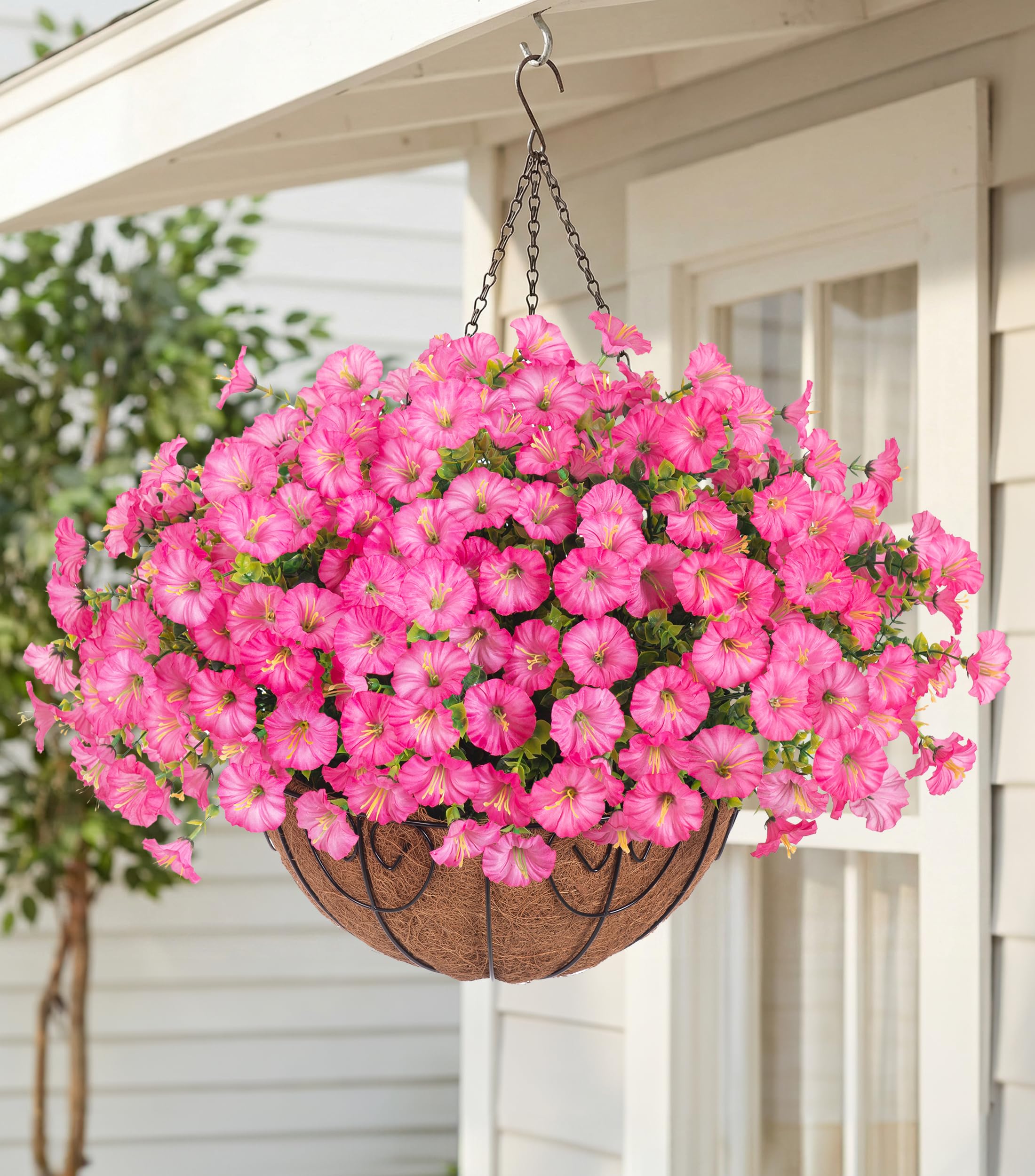 HyeFlora Pink Morning Glory