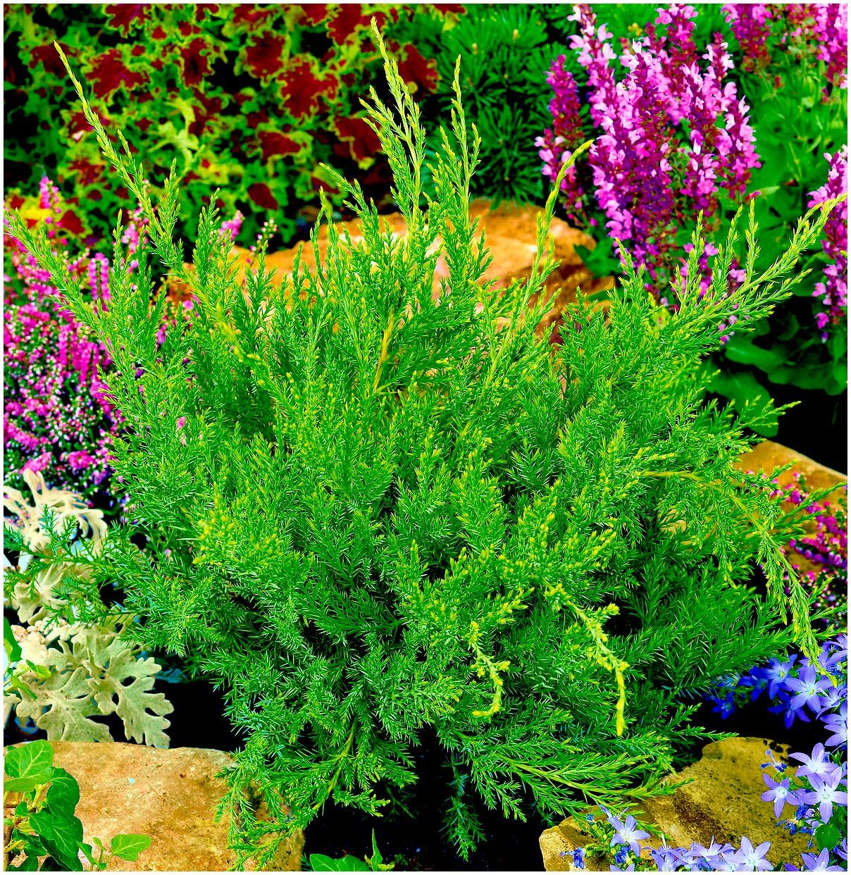 GrowOn Shrubs [2 Litre] Dwarf Conifer Juniperus x Media 'Mint Julep' | Evergreen Shrub | Outdoor Garden Ready Plant