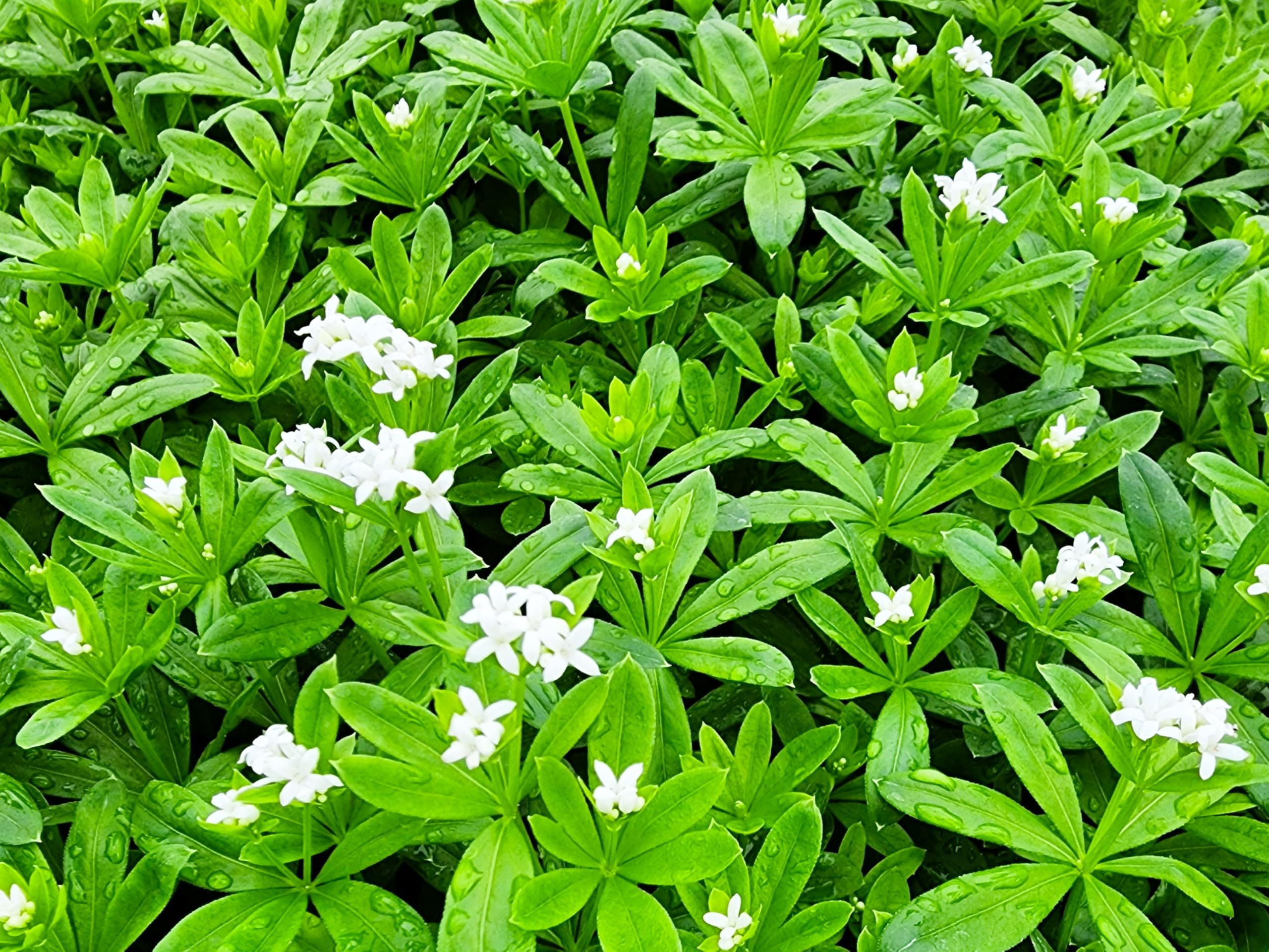 Greenwood Nursery Pachysandra 5 Pint Pots