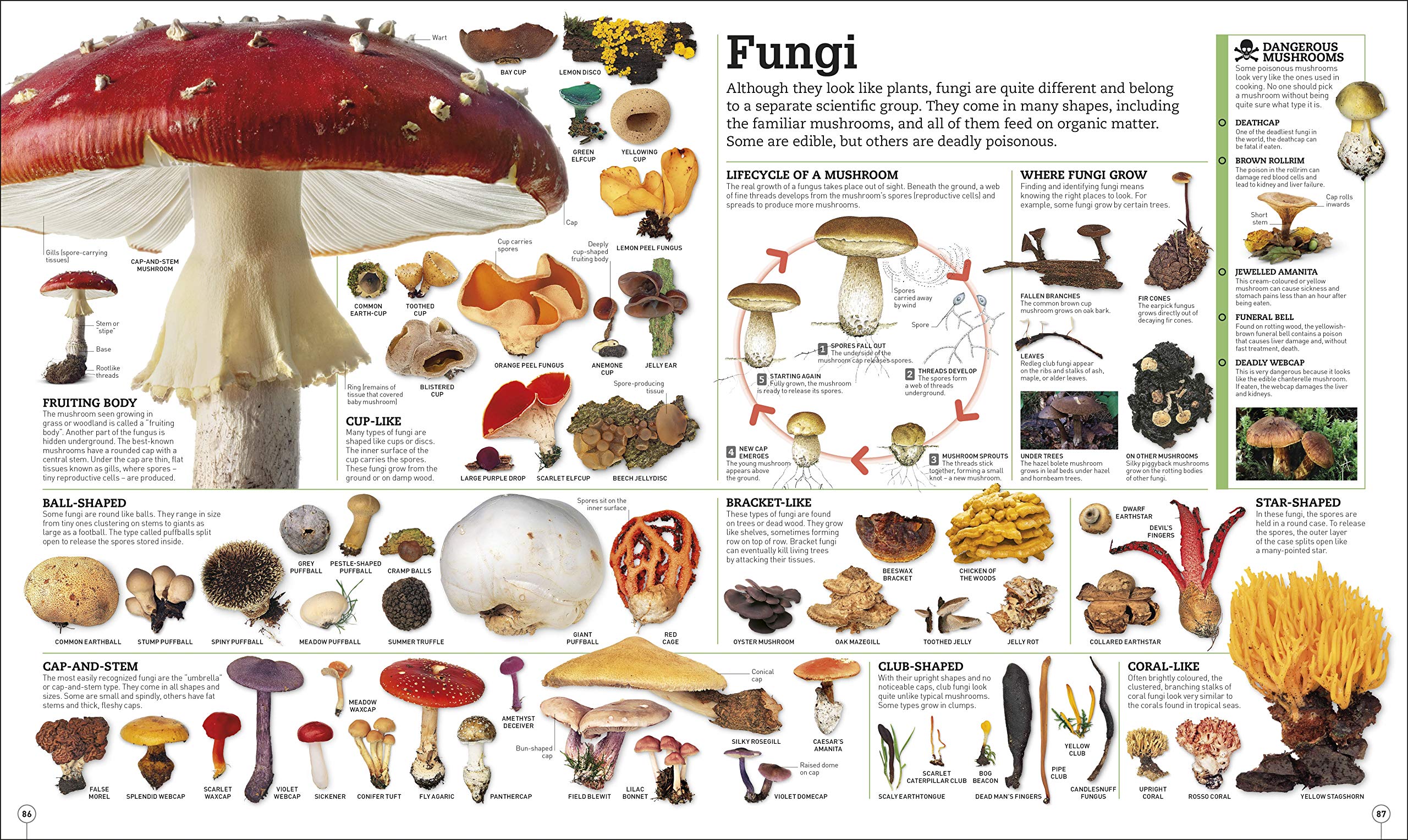 Picturepedia: an encyclopedia on every page
