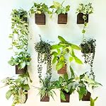 LaLaGreen Wood Planter Boxes for Plants (4x4 Inch, 8 Pack) Small Square Wall Planters for Indoor Plant, Window Hanging Flower Pot Wooden Box for Table Centerpiece Herb Balcony Home Garden Office Decor | Square Wall Mounted Planters for Indoor Plant,