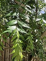 Vista 1 de Hojas frescas de neem, 50-60 hojas, Lila india, Nimba, Nim, Azadirachta Indica