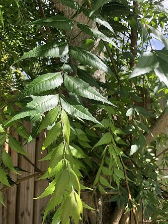 Fresh Neem Leaves, Margosa or Azadirachta Indica 100
