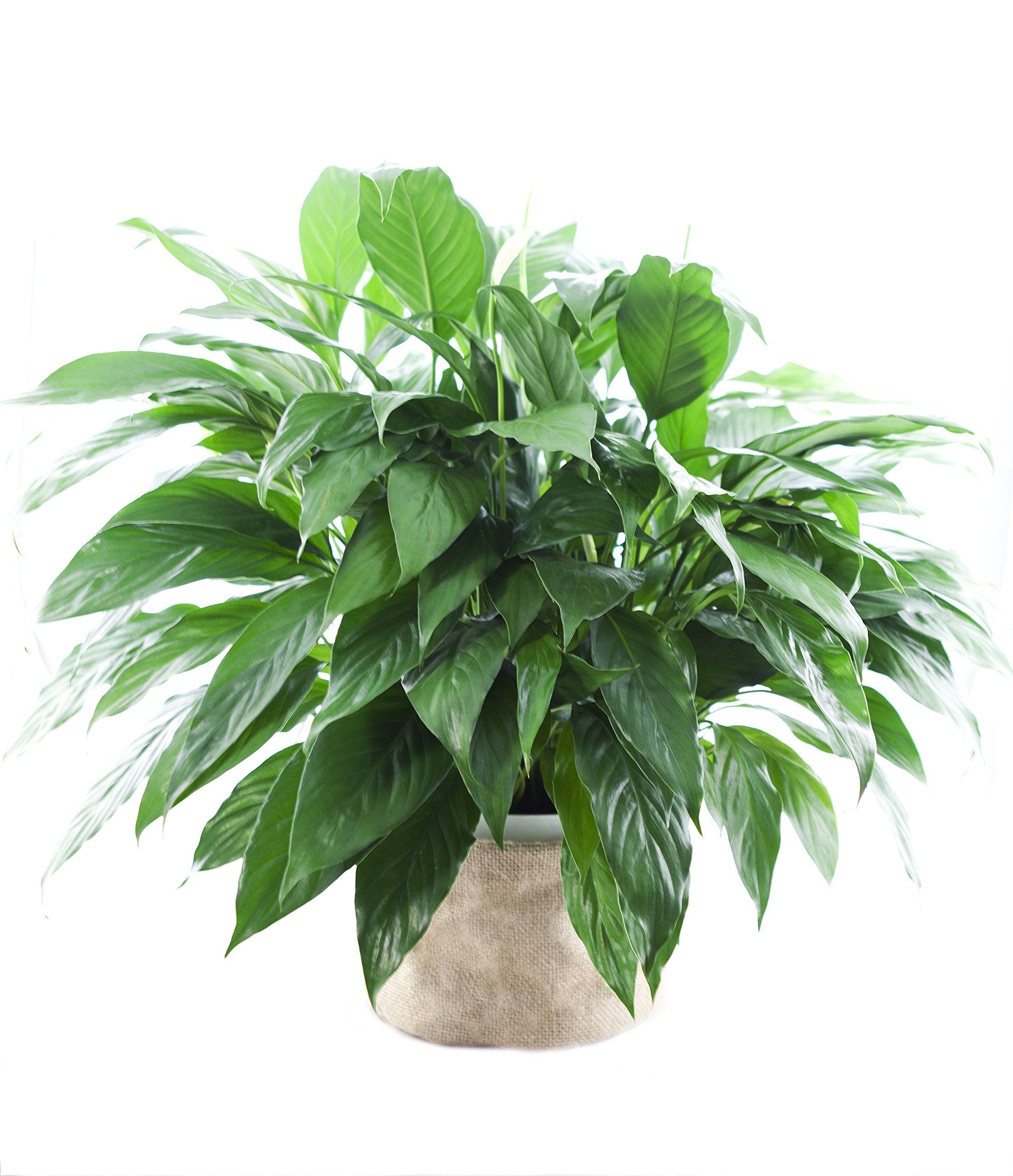 KaBloom Flowers - Large Purifying Peace Lily, Burlap Pot Cover - Gift for Birthday, Sympathy, Anniversary, Get Well, Thank You, Valentine, Mother’s Day Fresh Flowers