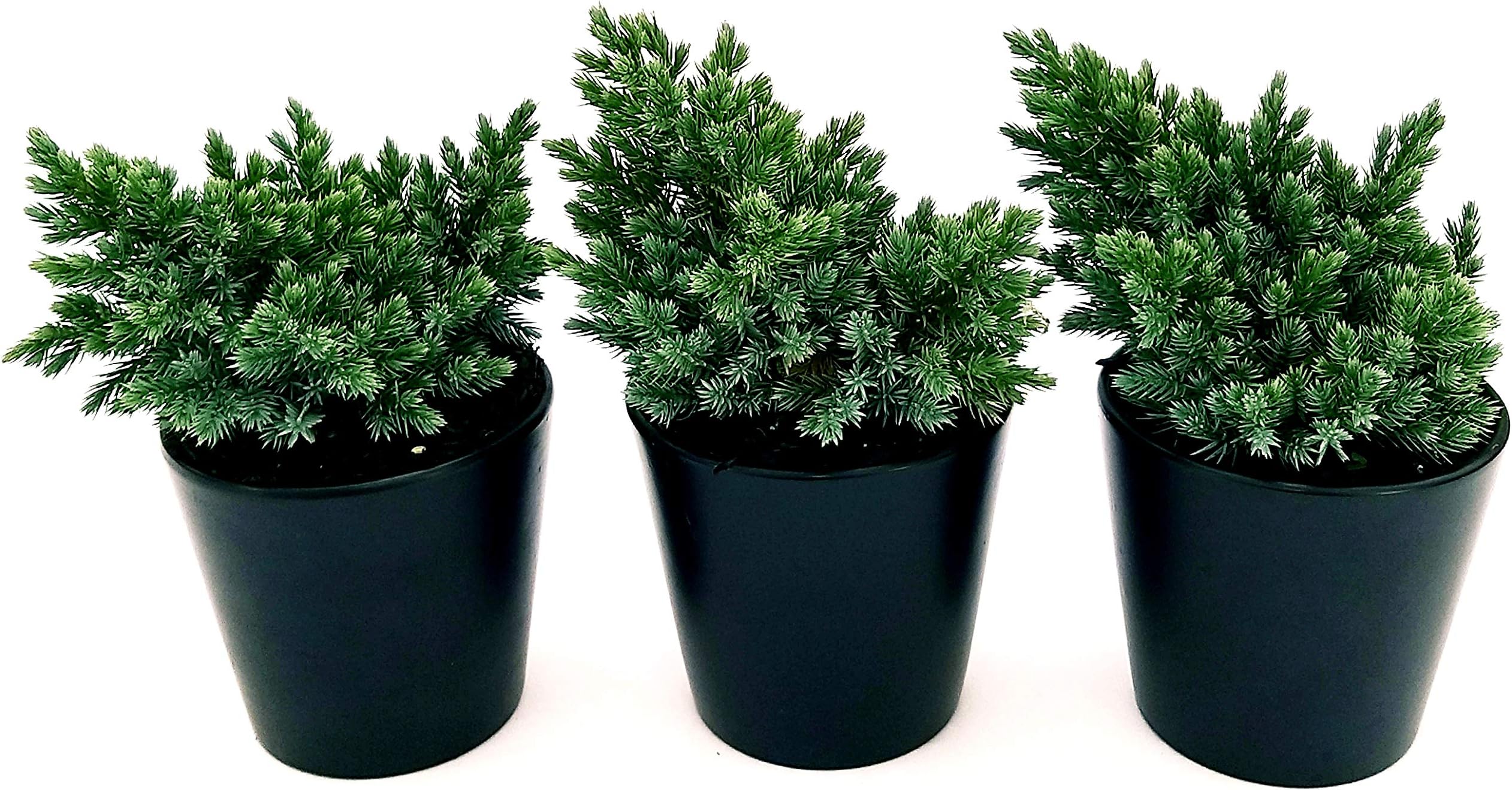 Ginepro Cinese "Juniperus Chinensis Blue Alps" Pianta Tappezzante In Vaso 9 Cm 41268162