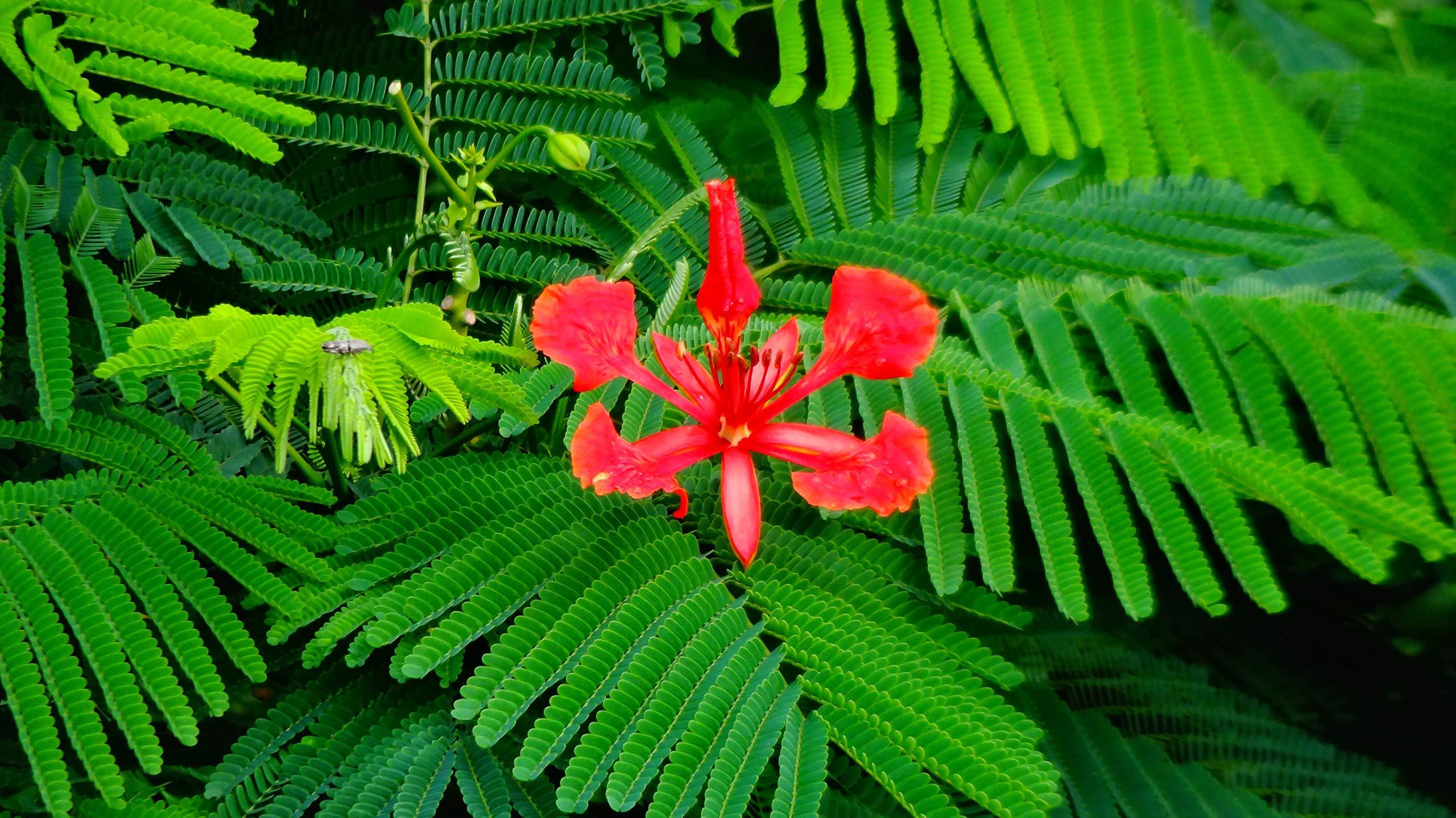 Shukla Business group Gulmohar Live plant Gulmohar ka podha (B07L7VJW1C) Amazon Price History, Amazon Price Tracker