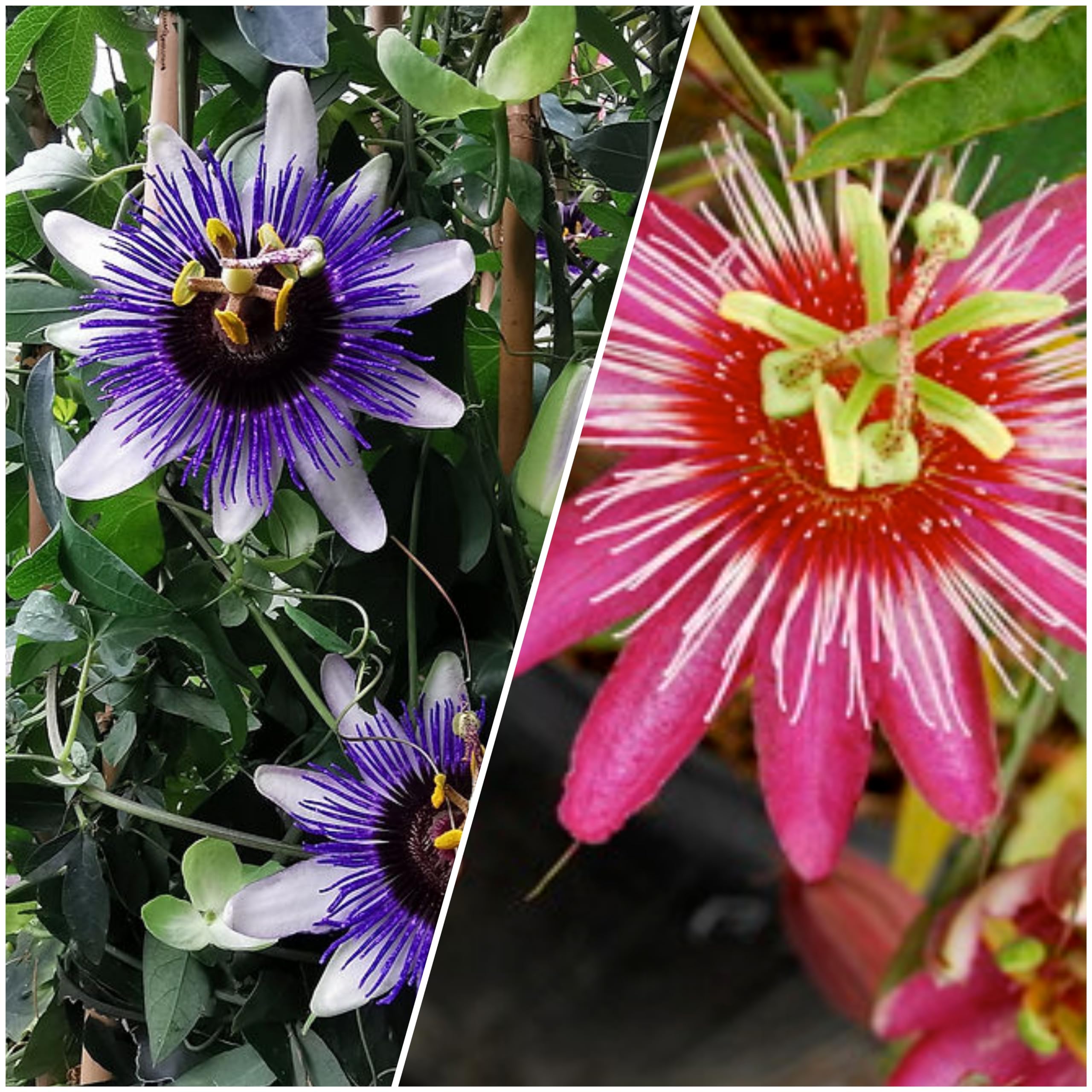 Scented Passion Flower Plants Bundle: Blue and Red Passiflora Pack of 2 (B0CZ9LTLW5) Amazon Price History, Amazon Price Tracker