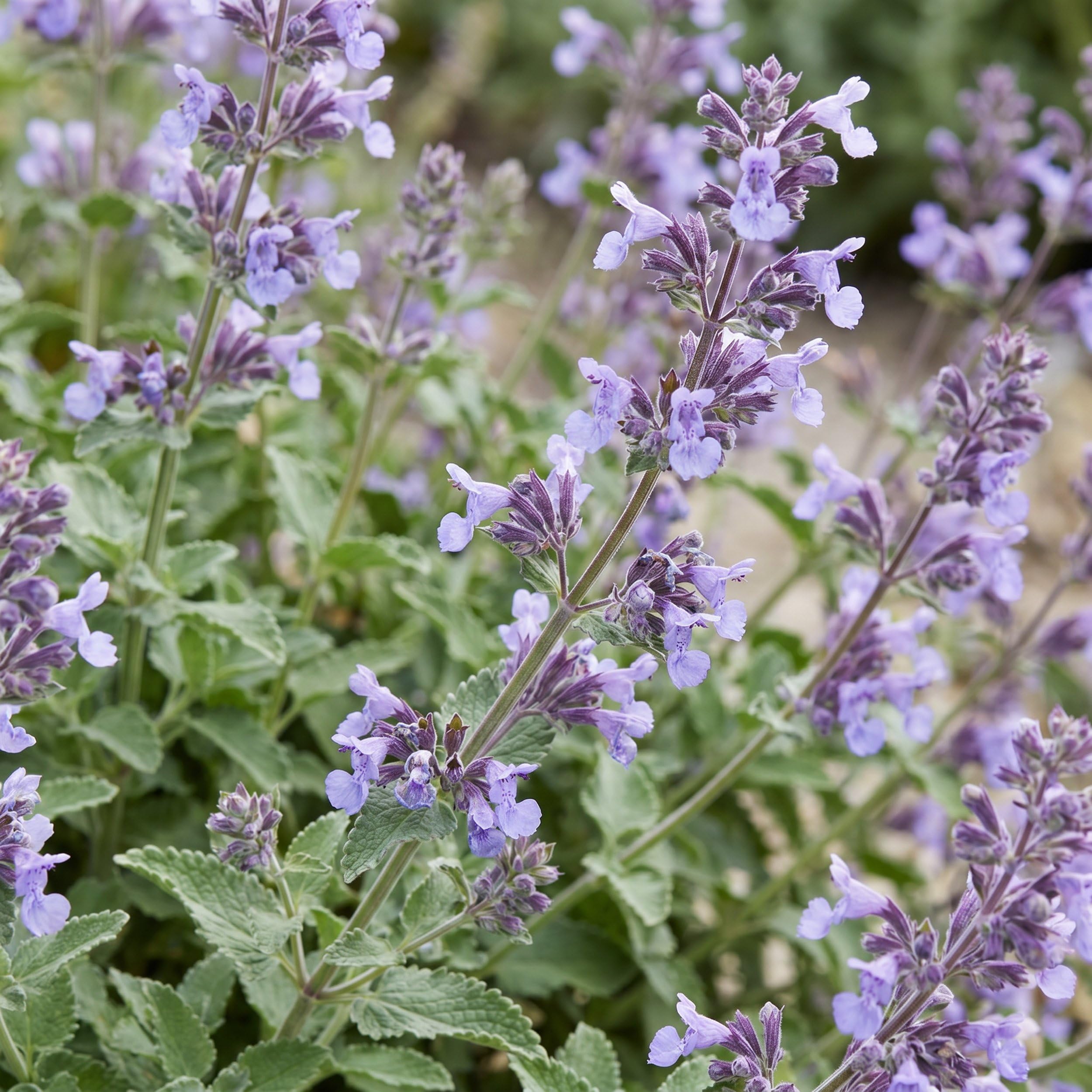 Nepeta faassenii Walker's Low – kocimiętka – rośliny przyciągające pszczoły i motyle – niebieska – 24 sztuki - 15-25cm - Ø11cm - Roślina ogrodowa