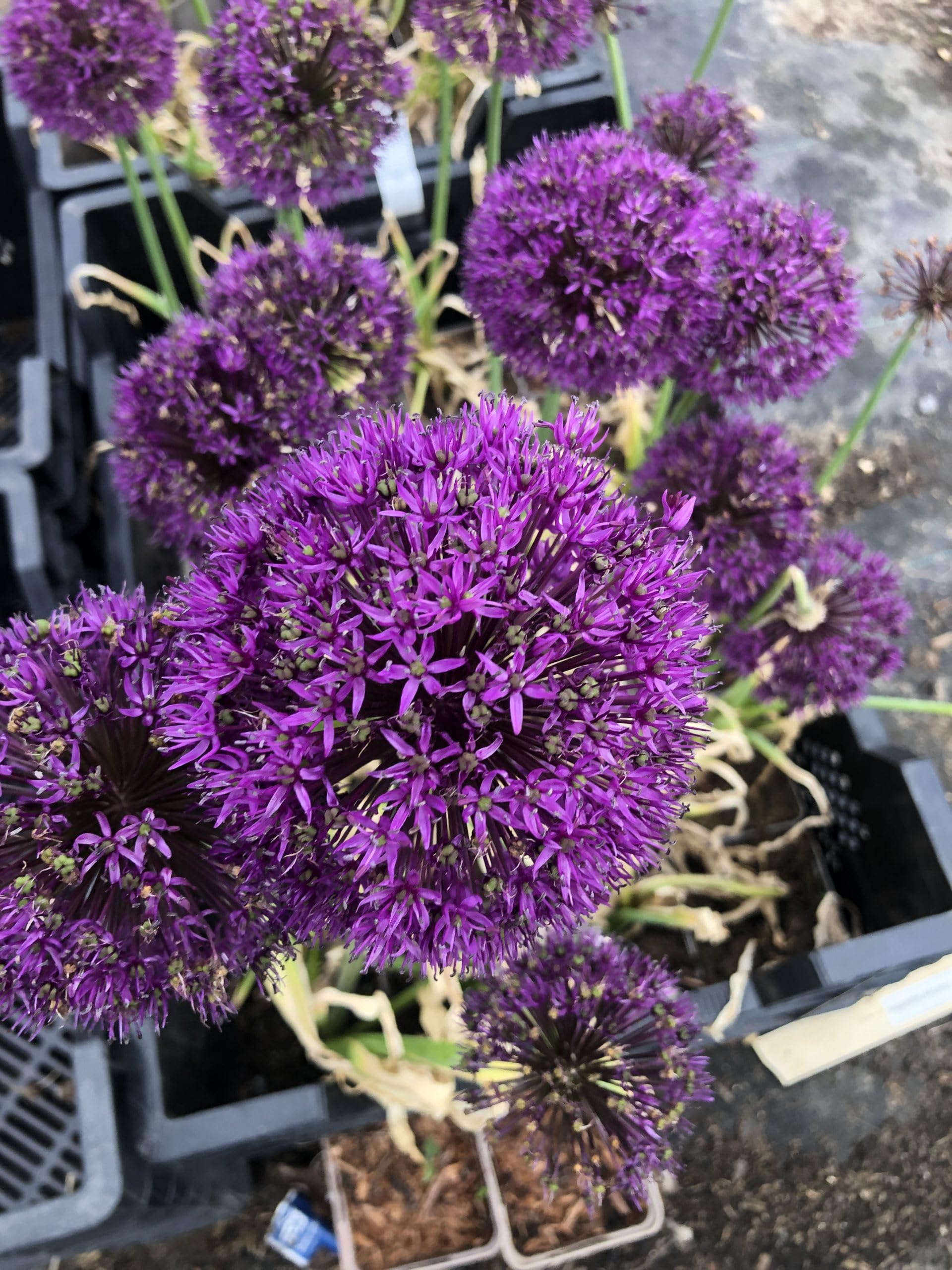 6x Dekorative Zwiebel - Allium afl. 'Purple sensation' | 9x9 cm pot