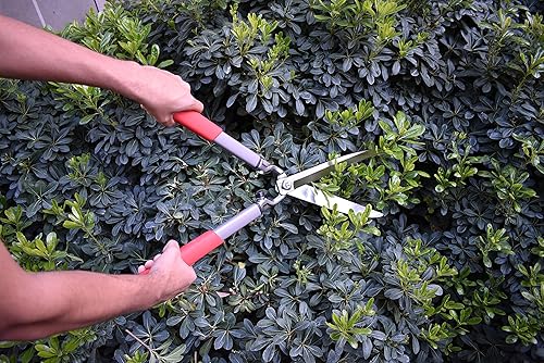 Miniatura 5 de Corona HS15150 ClassicCUT - Tijeras para setos, 10 pulgadas, color rojo