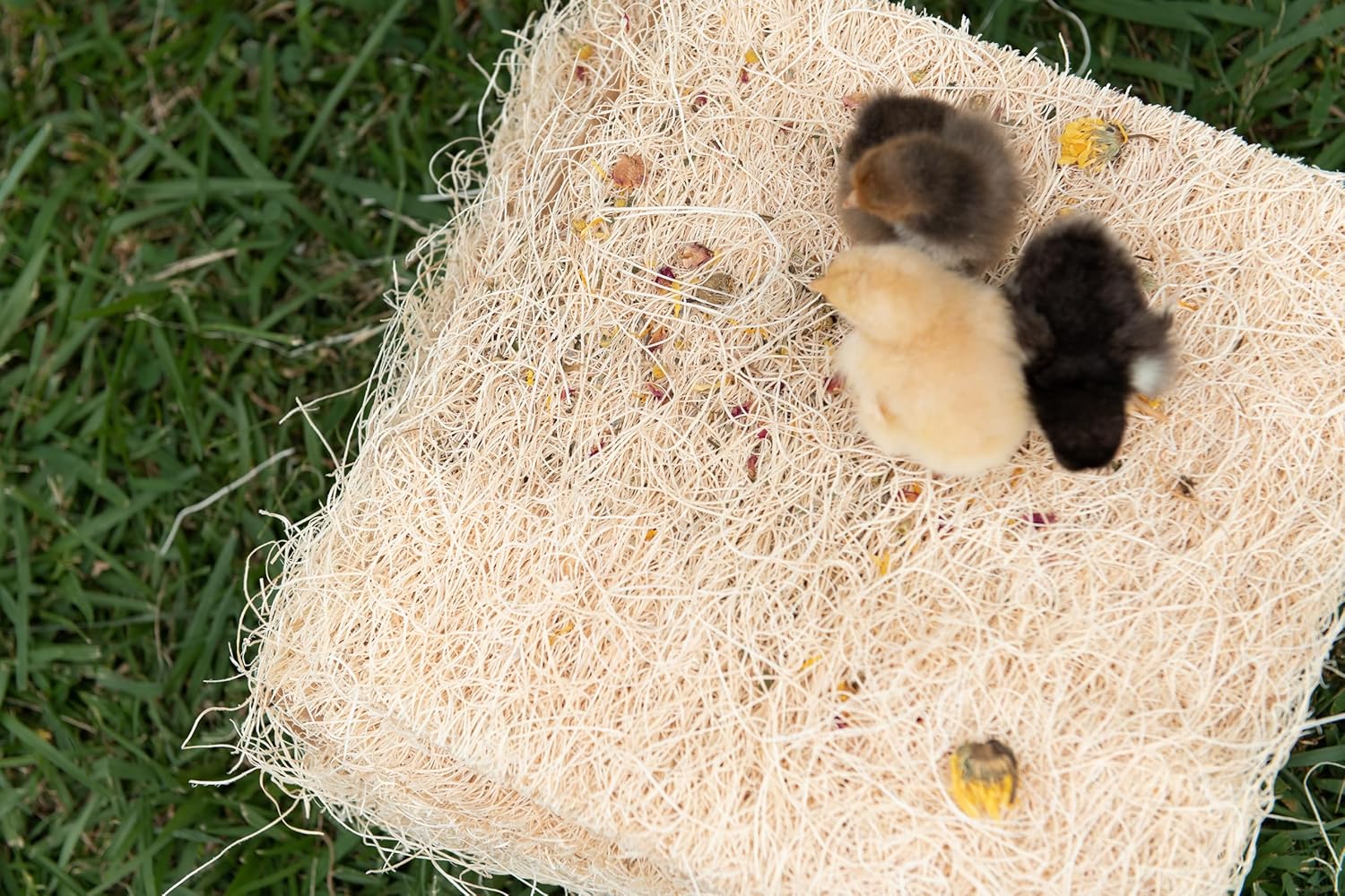 Chicken Nesting Pads with Aromatic Nest Herbs | Natural Excelsior Aspen Fiber Poultry Bedding | 13 x 13 Inches | Pack of 10