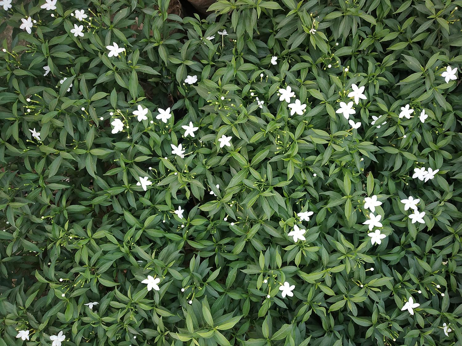 Live Jasmine Plant for Home with White Flowers(Indoor & Outdoor) 20 Inch Height Amazon.in