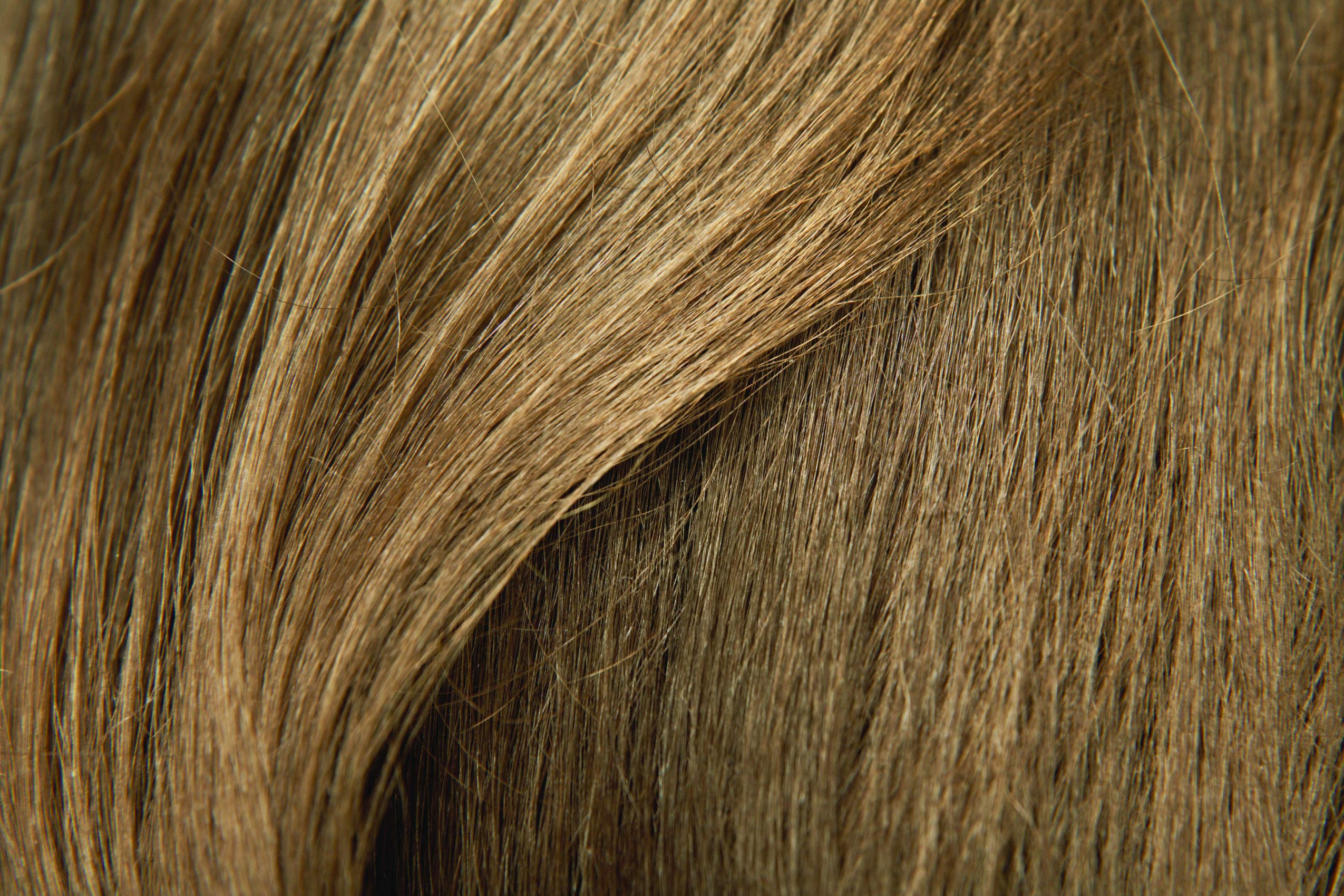 Mini & Jumbo - 1x 400ml + 1x 100ml Hairfor2 (Dunkelblond)