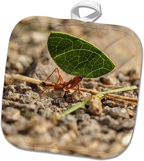 3dRose Costa Rica, Monteverde Cloud Forest. Leaf-Cutter ant Carrying Leaf. 8x8 Potholder