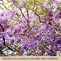 Vista 6 de KVITER 25 semillas de Mimosifolia azul de Jacaranda - Semillas de árbol de jacaranda azul para plantar, árboles orgánicos de rápido crecimiento