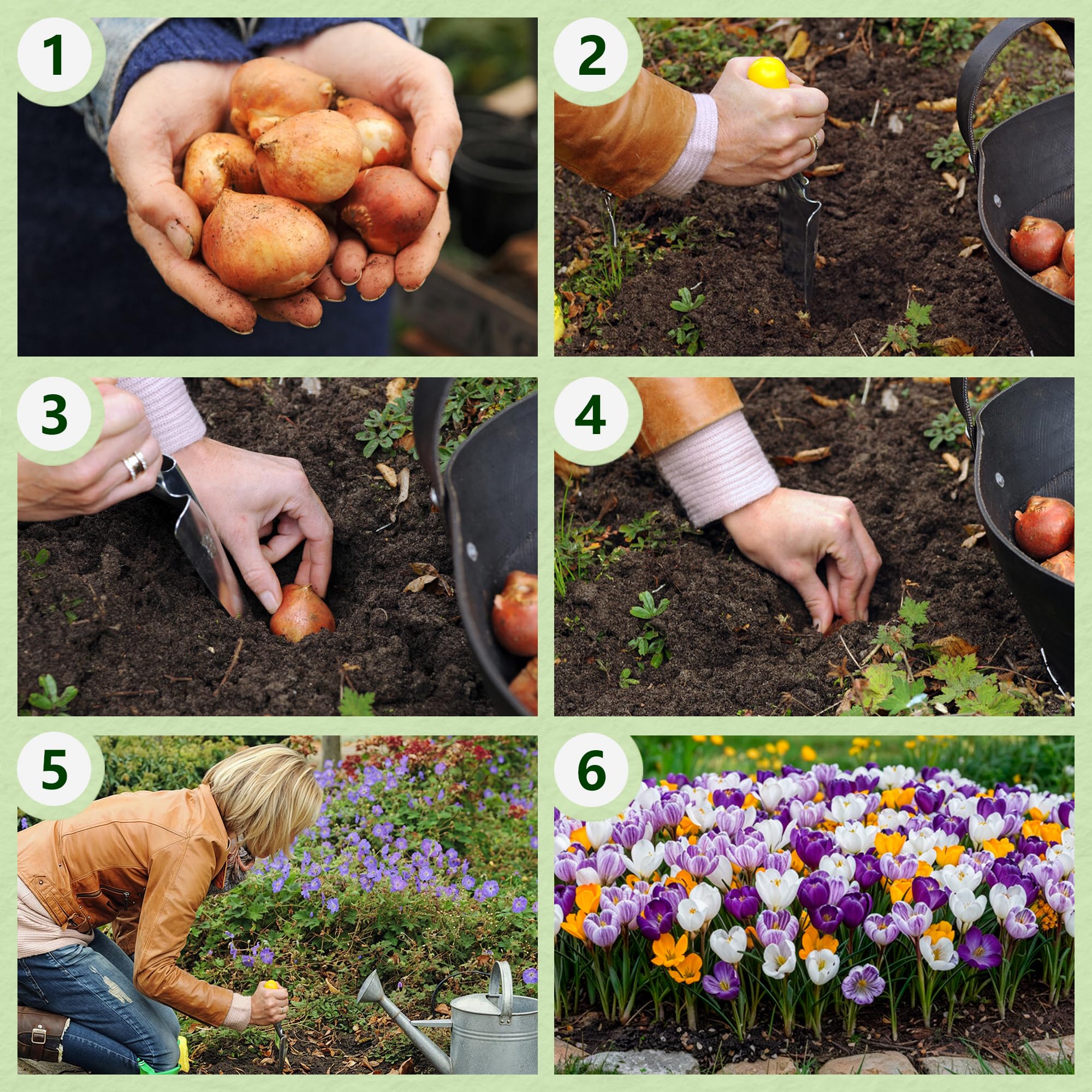 Riesen Krokusse Zwiebeln Winterhart Mehrjährig - 250 Blumenzwiebeln | Mix von 5 Sorten, Pflanzen aus Holland, Echte Pflanzen aus Holland, für Garten und Topf (kein Samen, nicht künstlich)