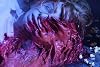 Der Blob 1988 Blu-Ray