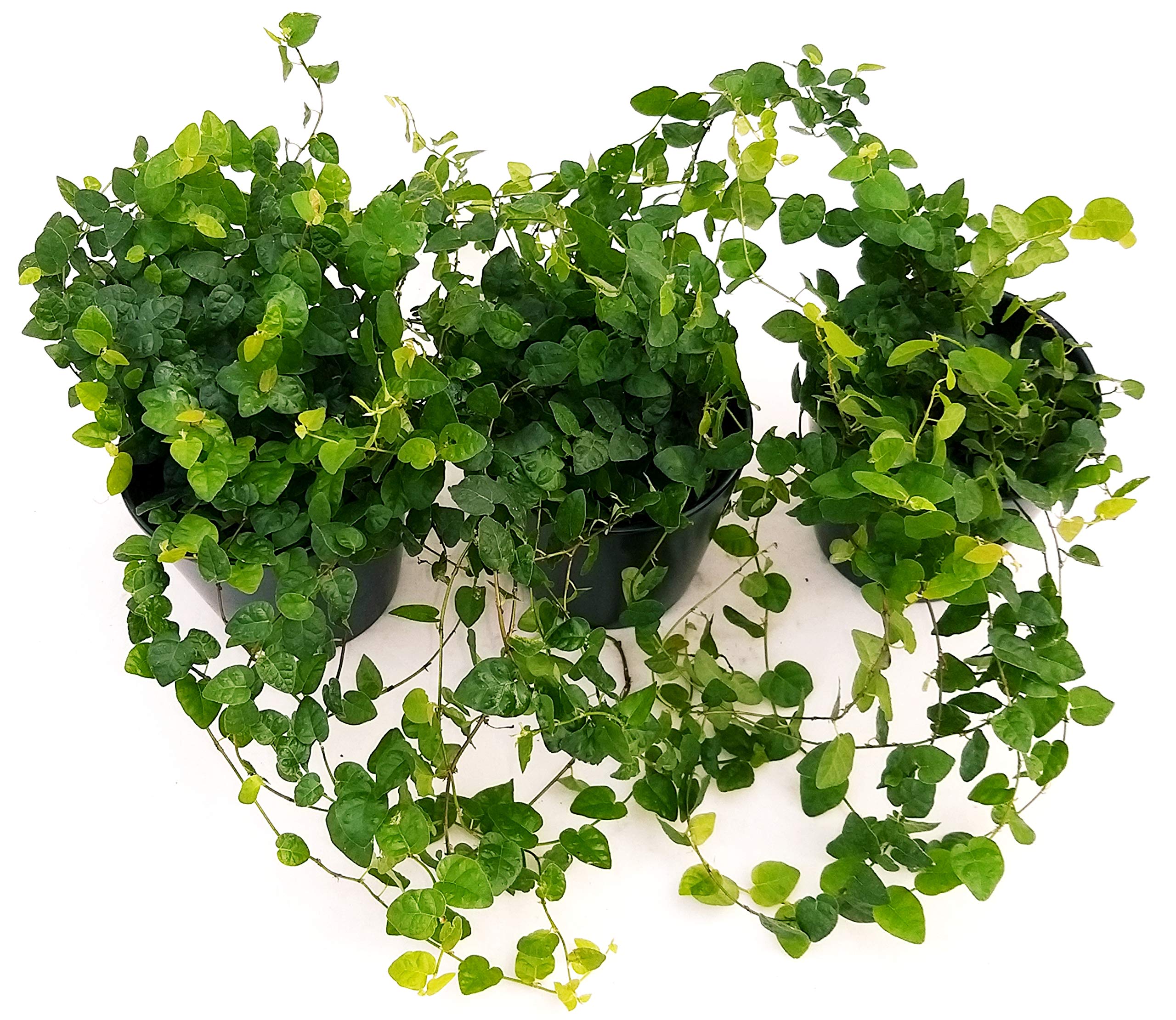 POWERS TO FLOWERS - FICUS PUMILA, FICUS REPENS IN VASO CERAMICA NERO OPACO, 3 PIANTE V12, Piante Vere