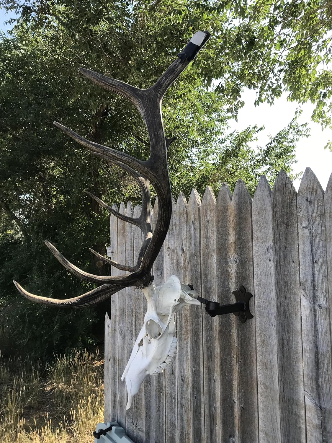 Adjustable Buck Bracket | Heavy-Duty European Deer Skull Mounting Bracket | Small to Medium Game | USA Made