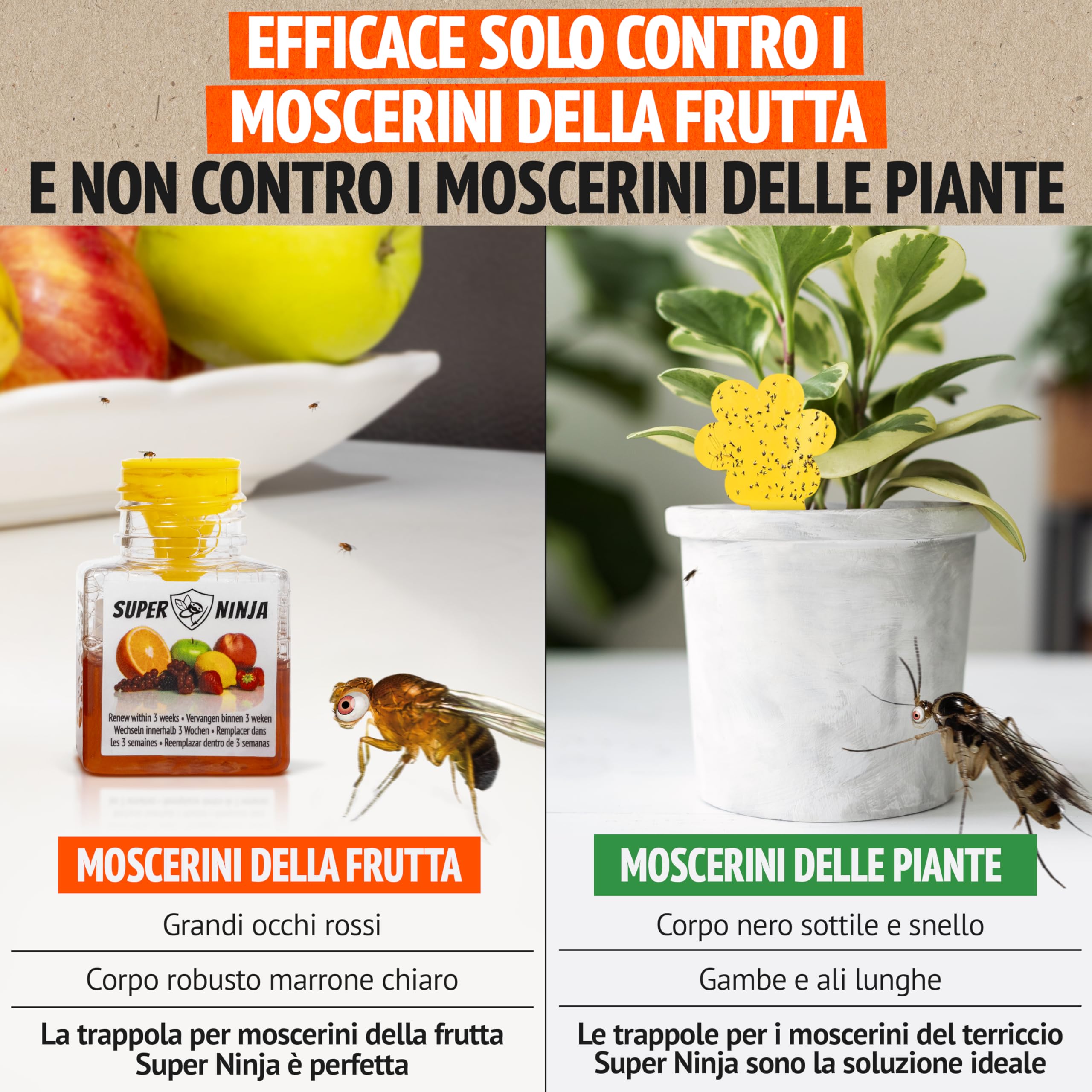 Super Ninja Trappola Moscerini Frutta per Interni - 2 Pezzi, trappola per moscerini della frutta efficace per casa e cucina, attiva fino a 3 settimane, adatta a bambini e animali domestici
